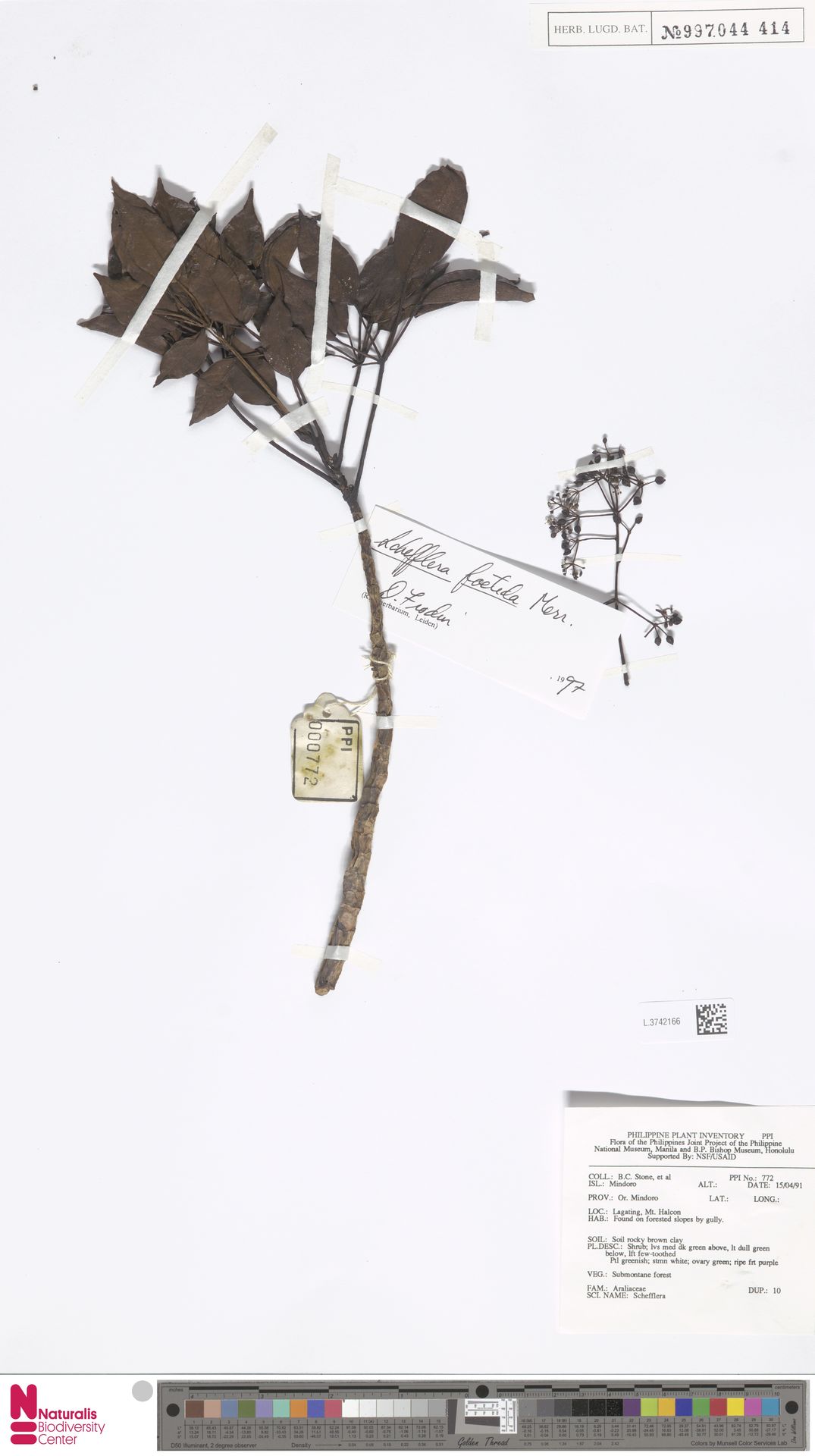 Heptapleurum foetidum