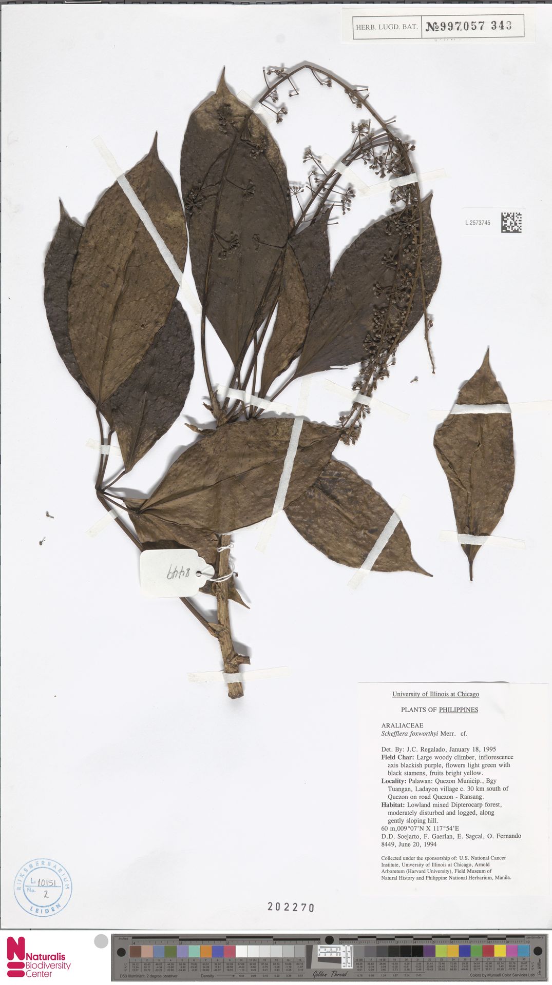 Heptapleurum foxworthyi