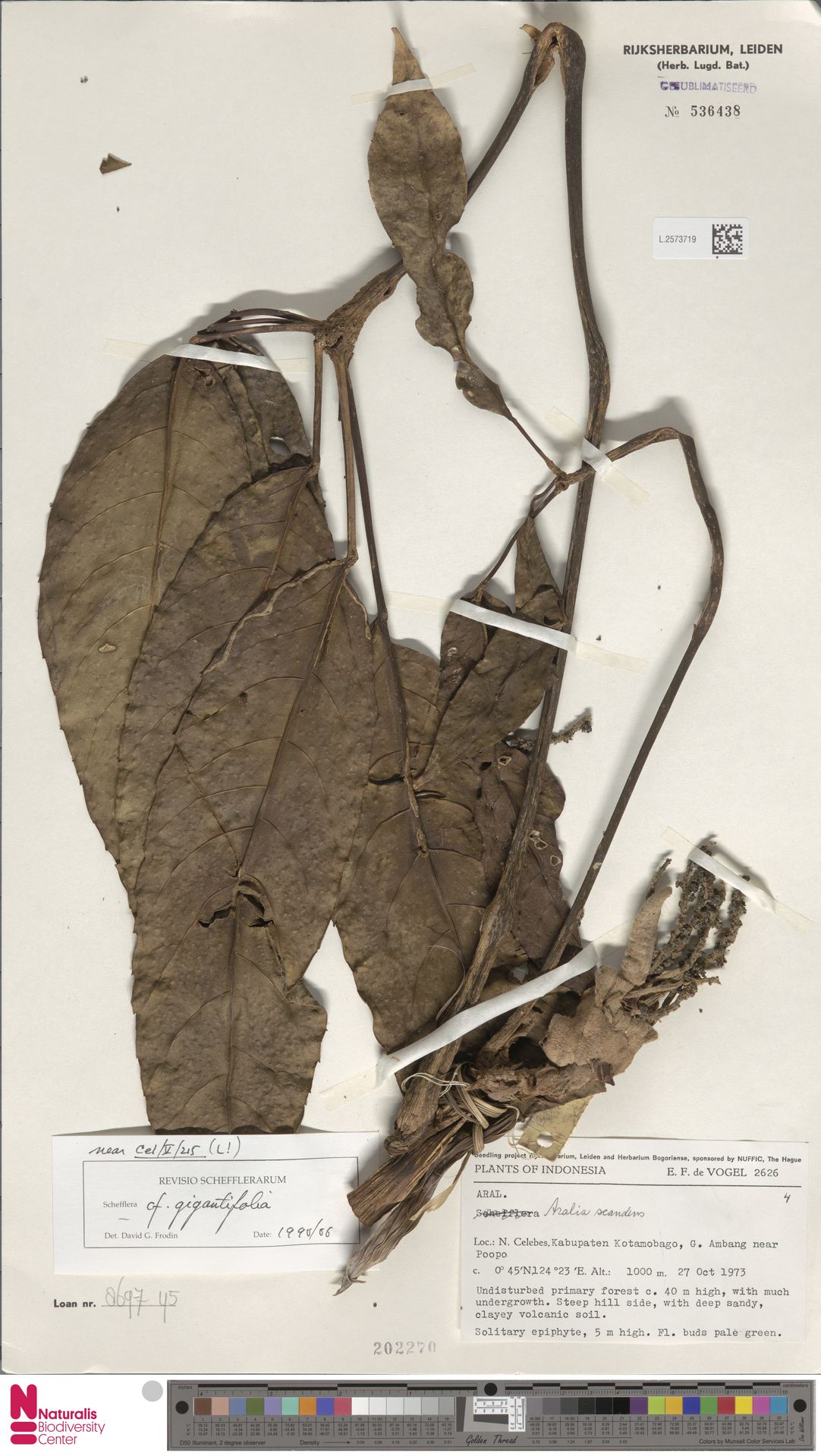 Heptapleurum gigantifolium