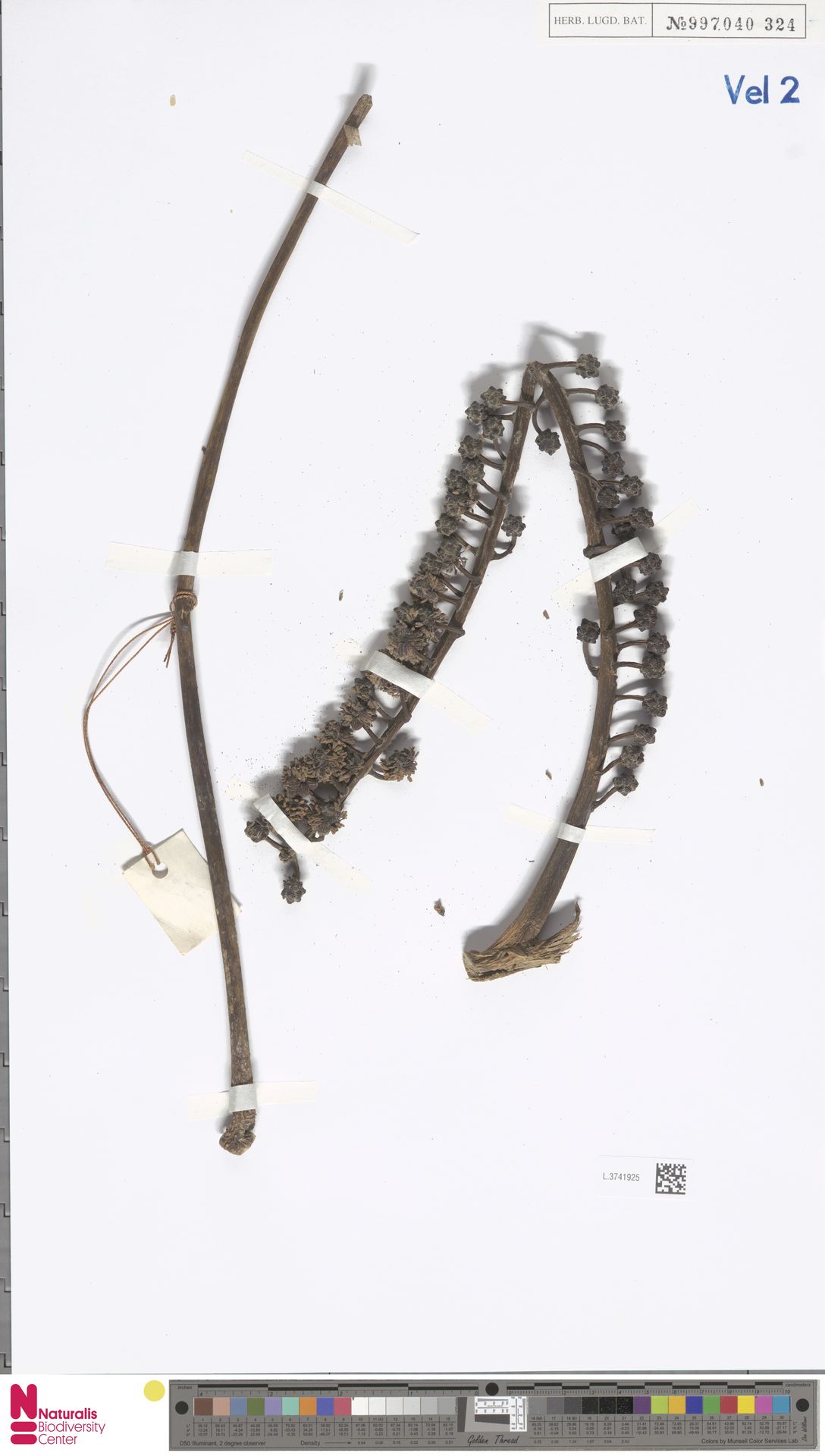 Heptapleurum macrostachyum