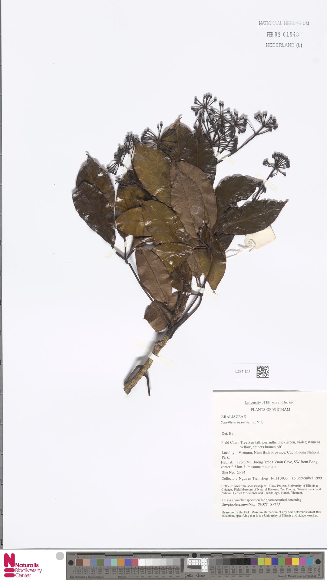 Heptapleurum pes-avis