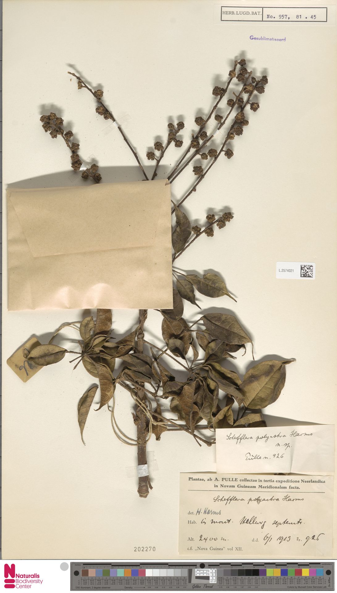 Heptapleurum polyastrum