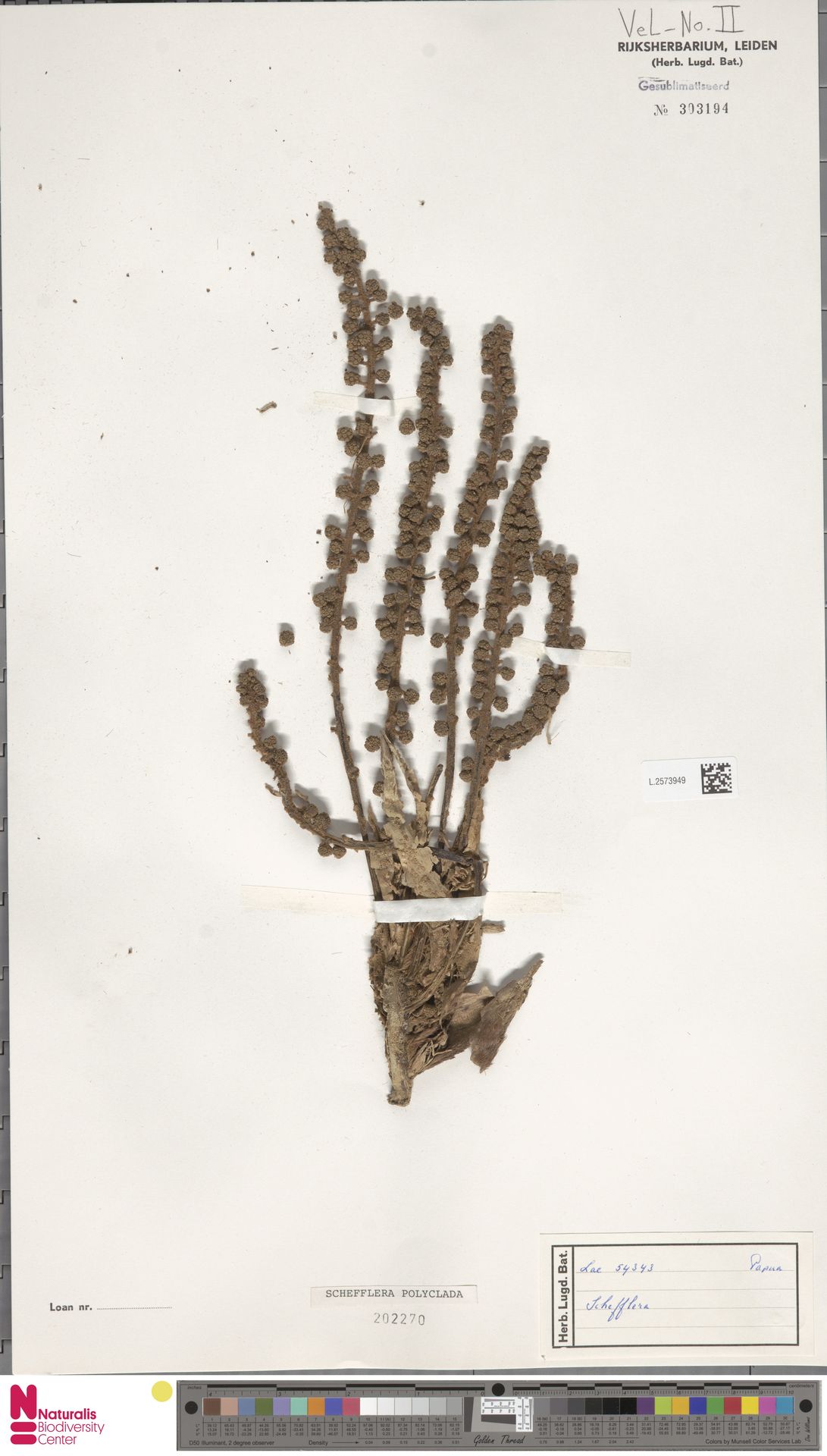Heptapleurum polycladum