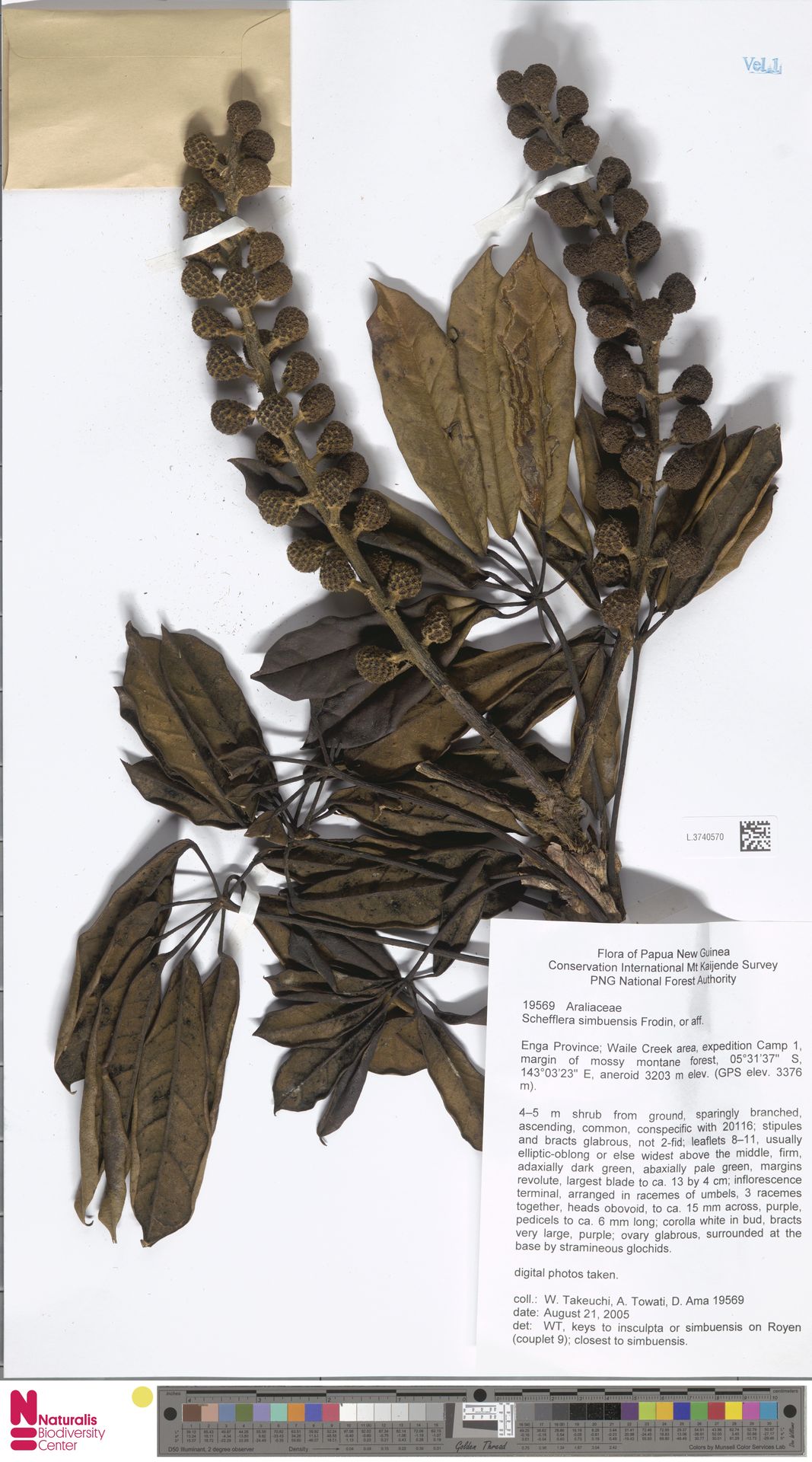 Heptapleurum simbuense
