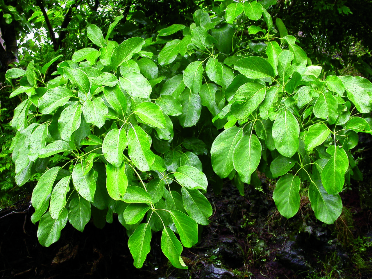 Heptapleurum stellatum