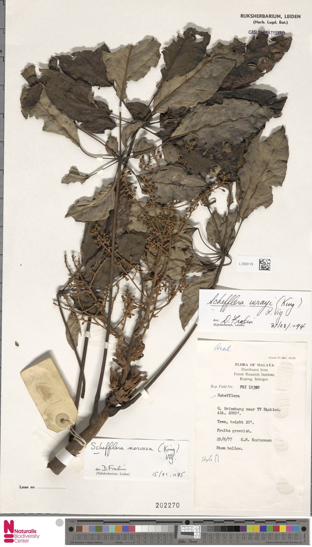 Heptapleurum wrayi
