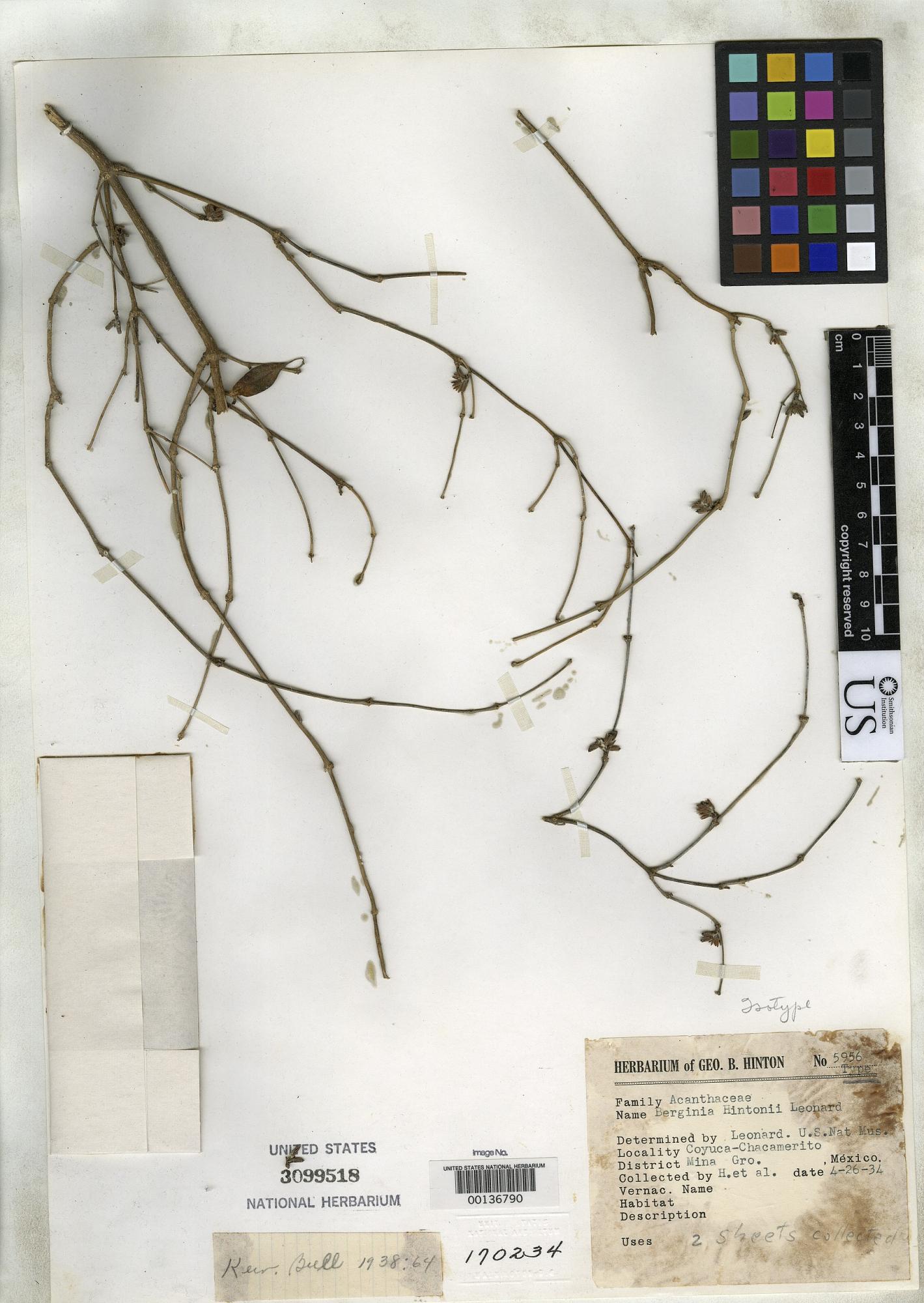 Holographis hintonii