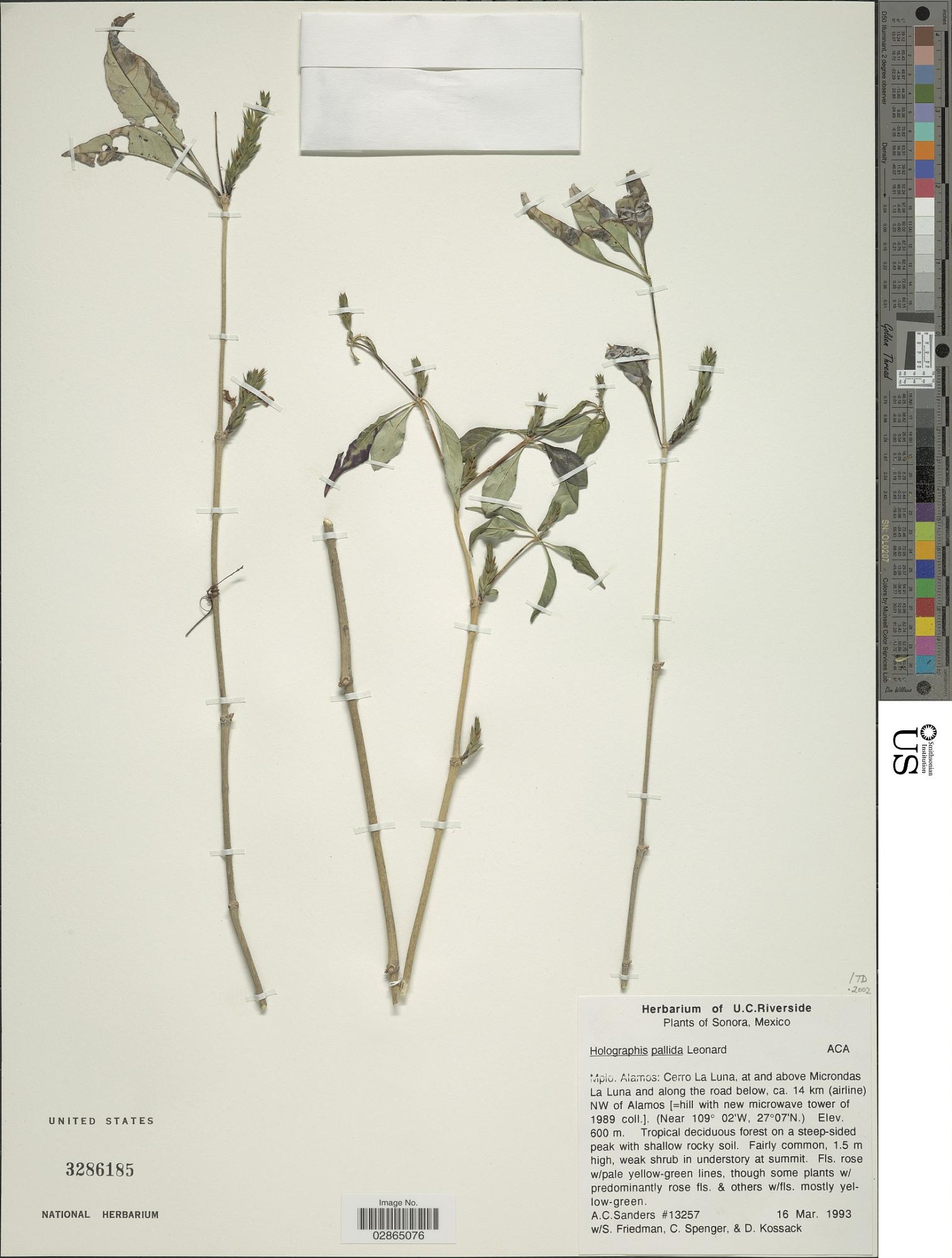 Holographis pallida