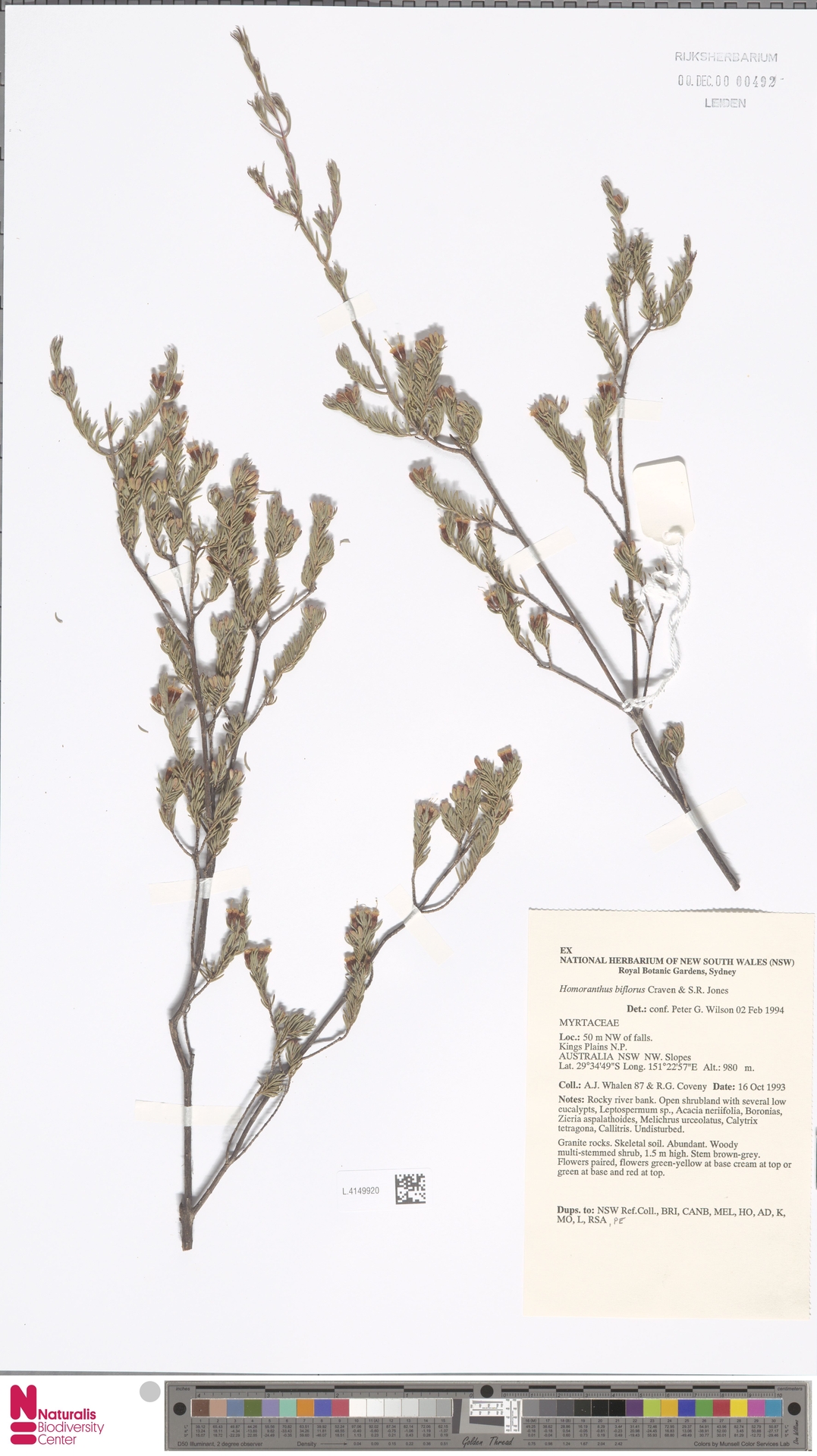 Homoranthus biflorus