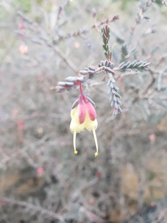 Homoranthus darwinioides