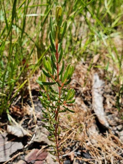 Homoranthus lunatus