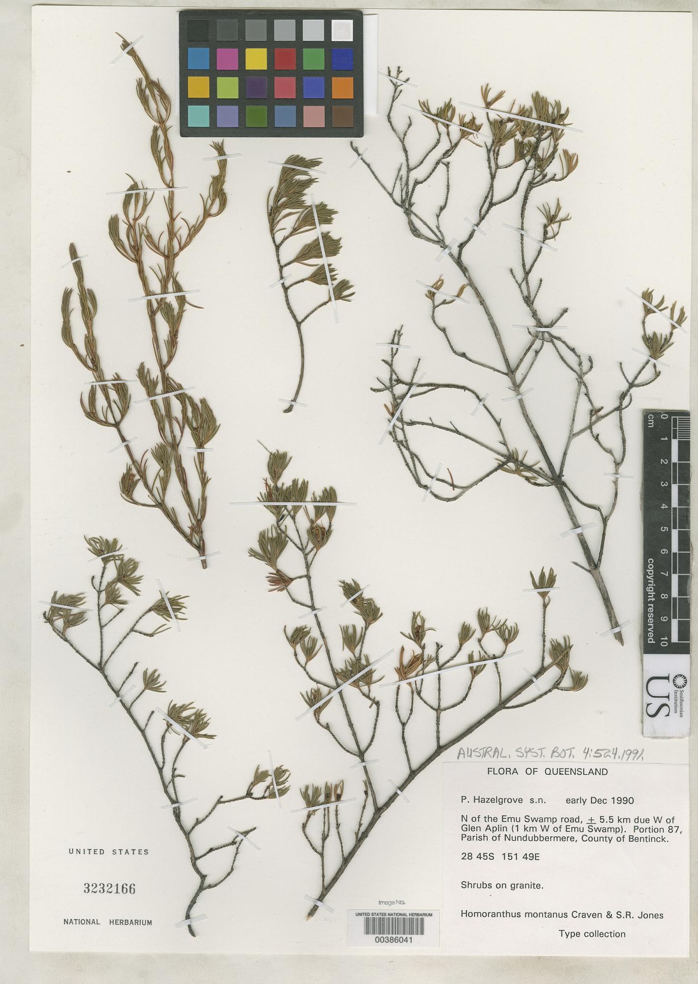 Homoranthus montanus