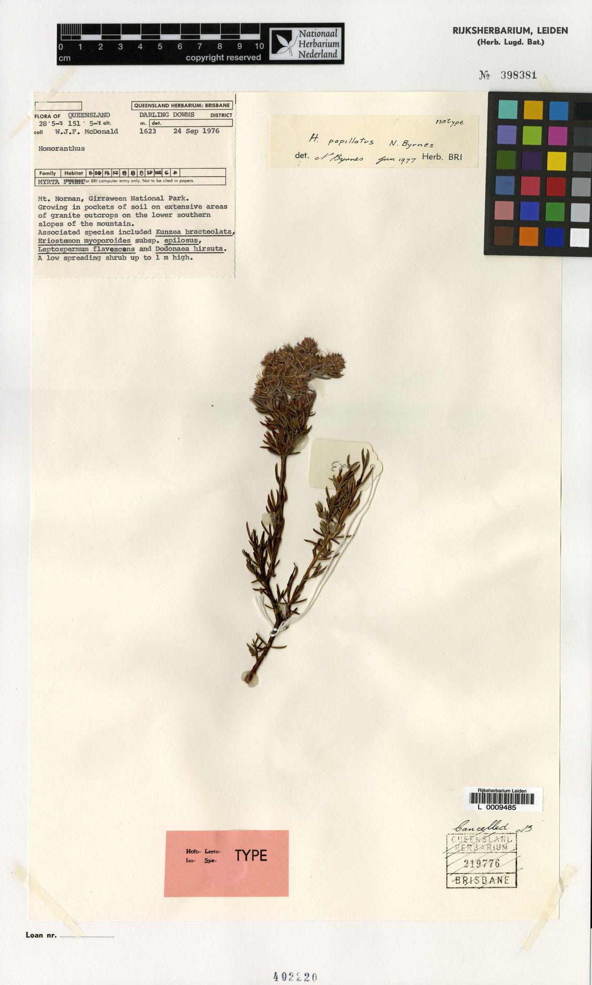 Homoranthus papillatus