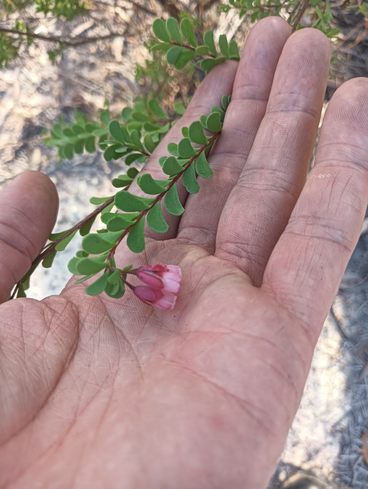 Homoranthus thomasii