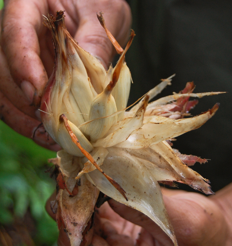 Hornstedtia conica