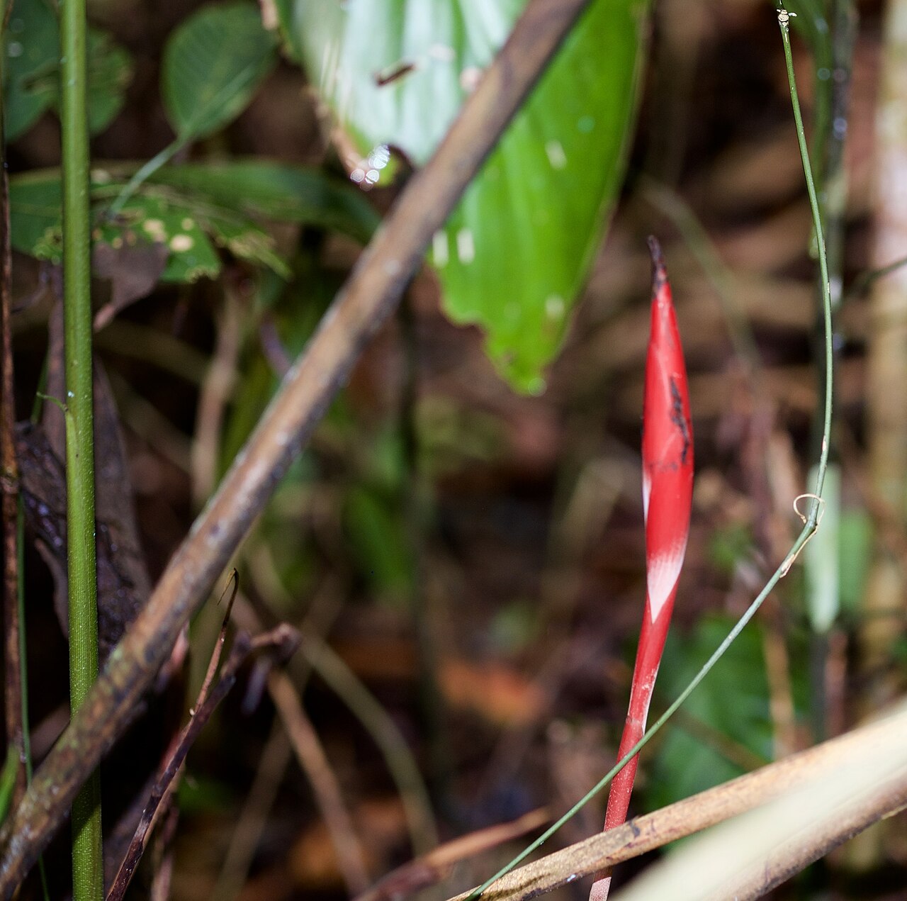 Hornstedtia gracilis