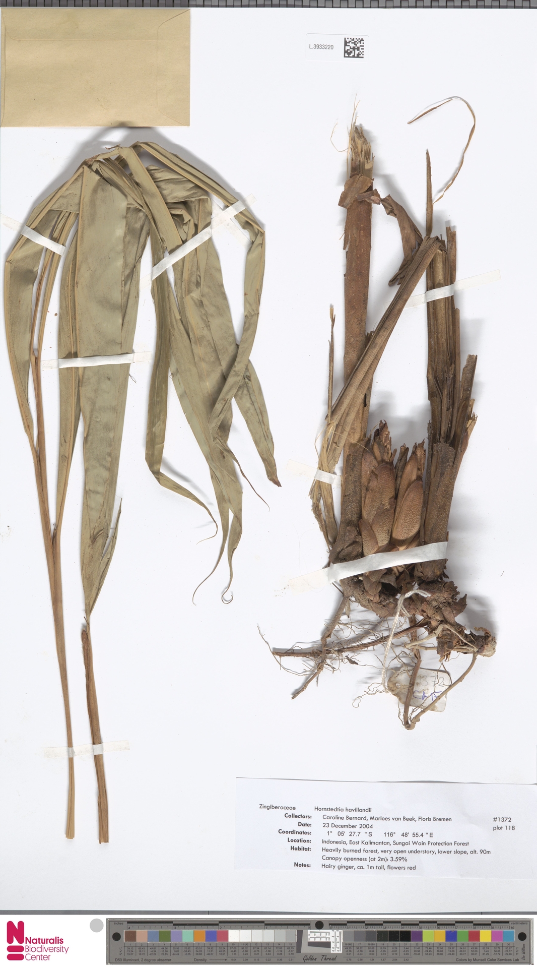 Hornstedtia havilandii