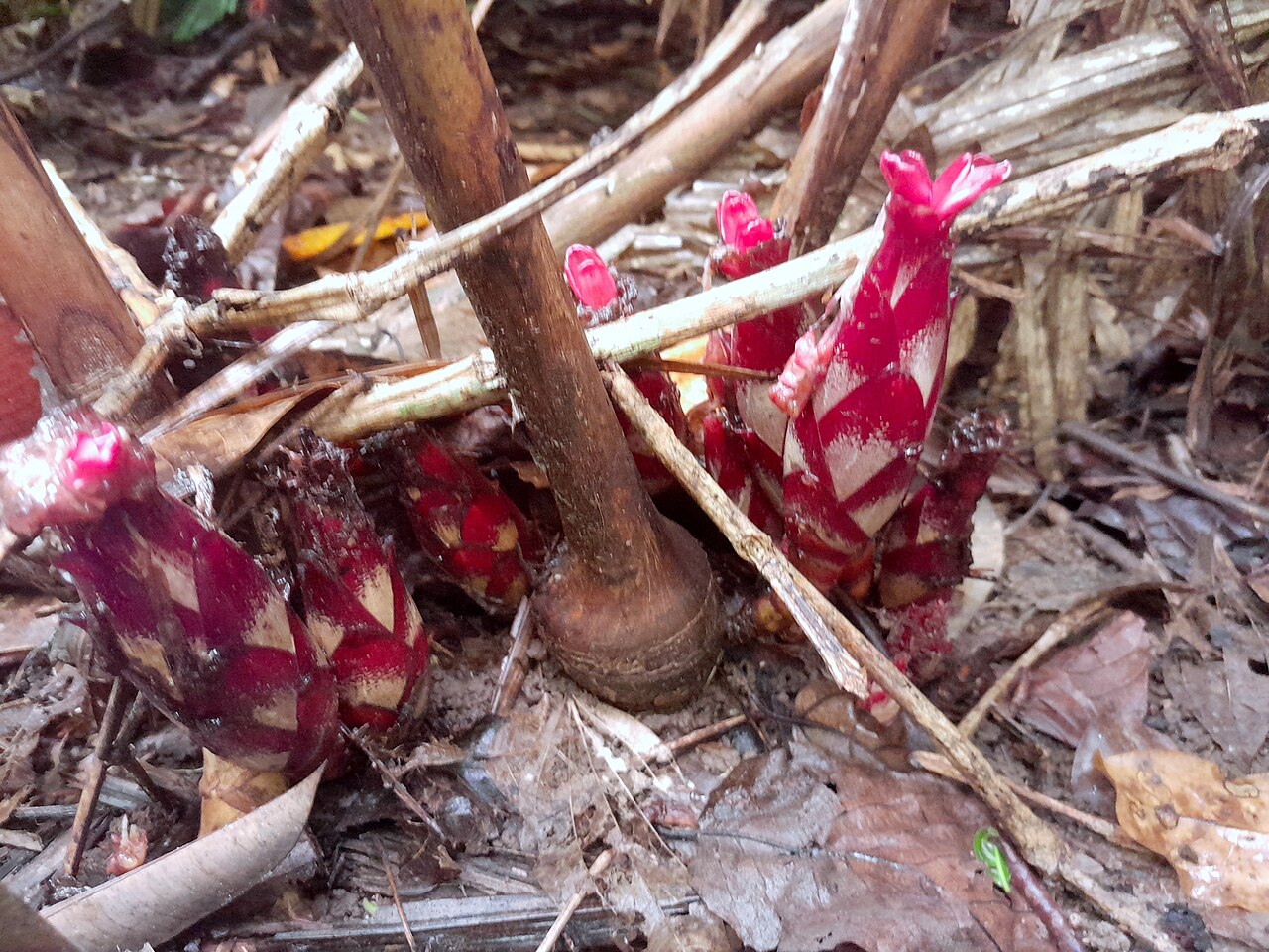 Hornstedtia scottiana