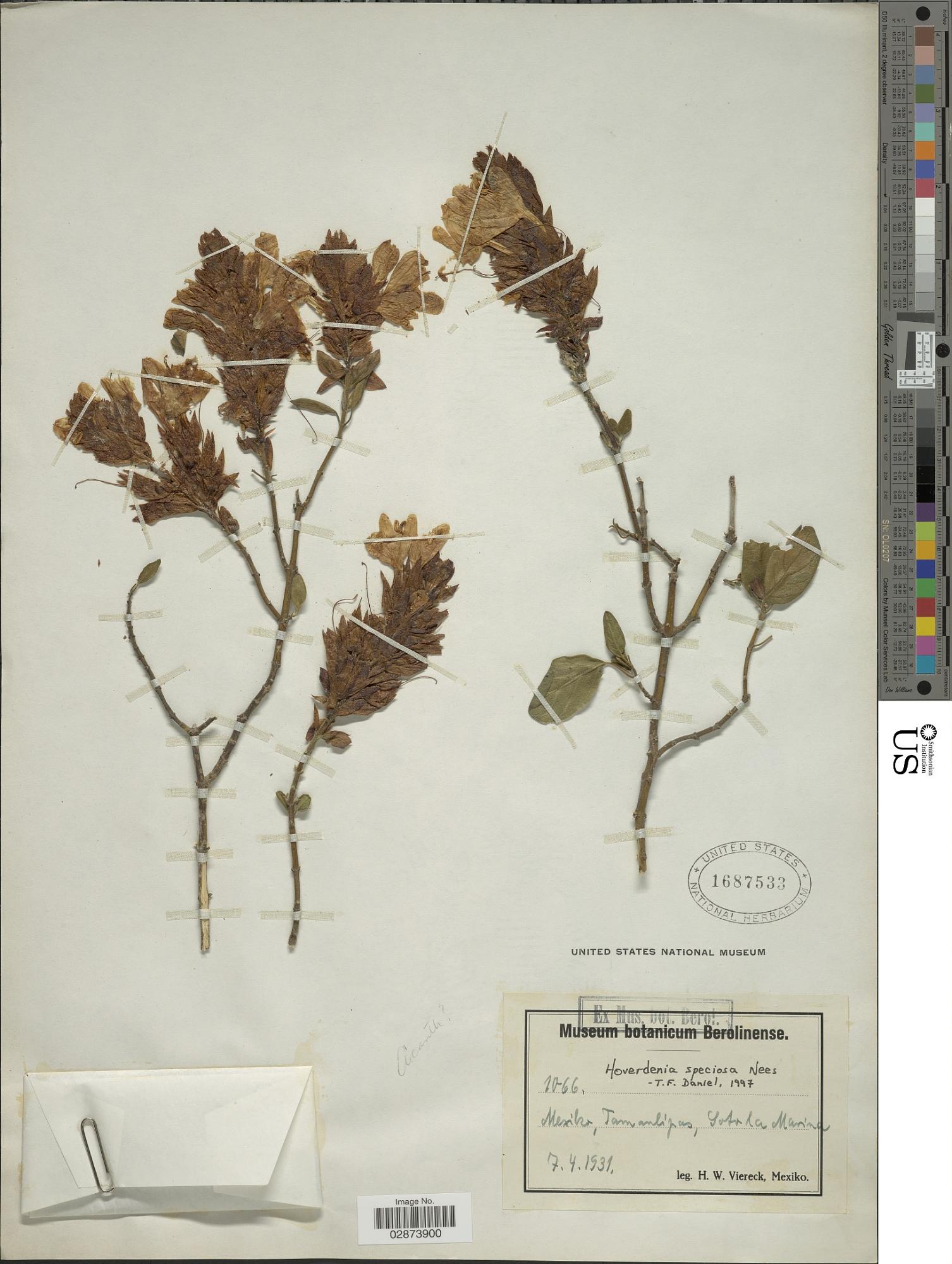 Hoverdenia speciosa