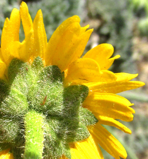 Hybridella globosa