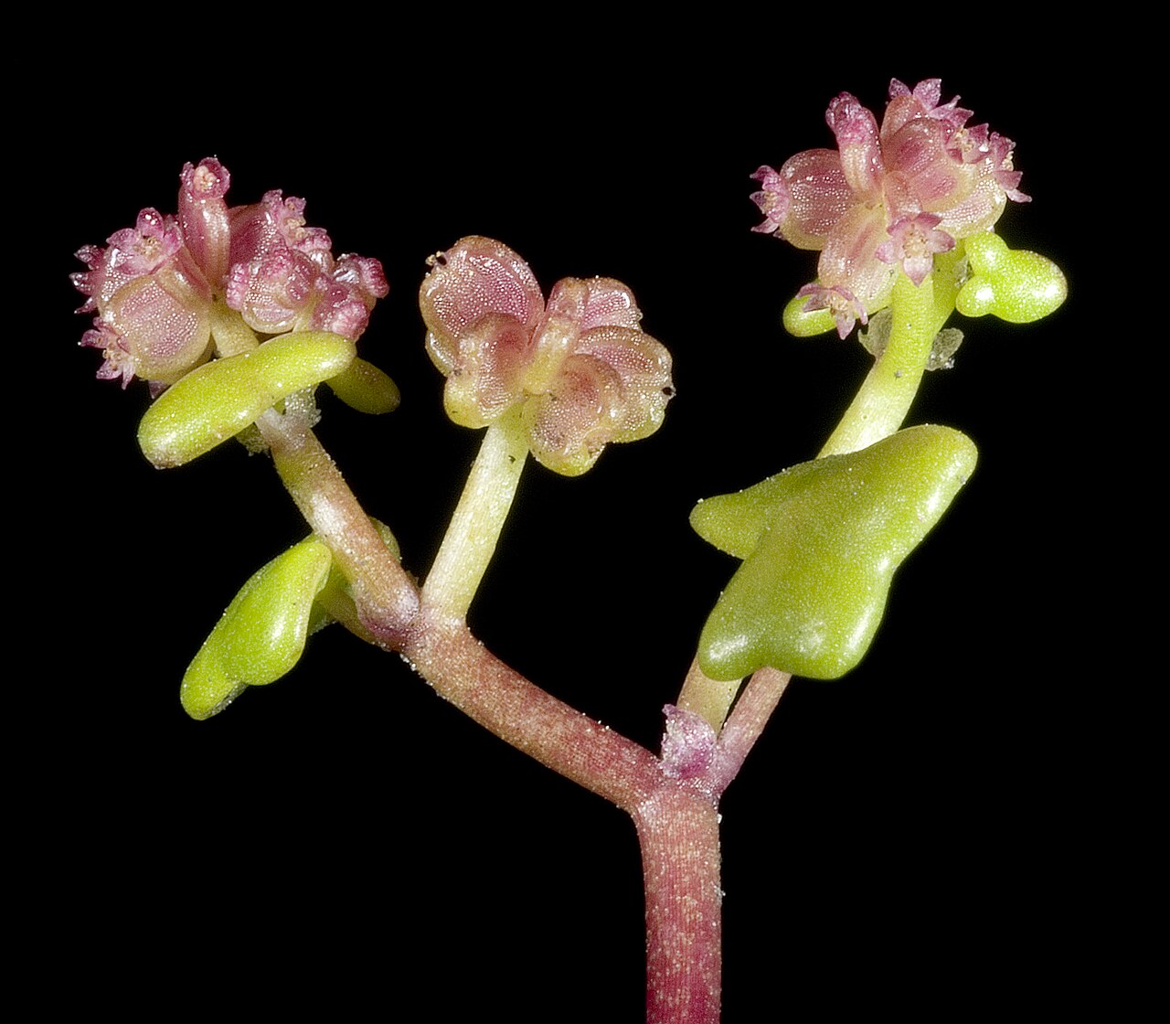 Hydrocotyle alata