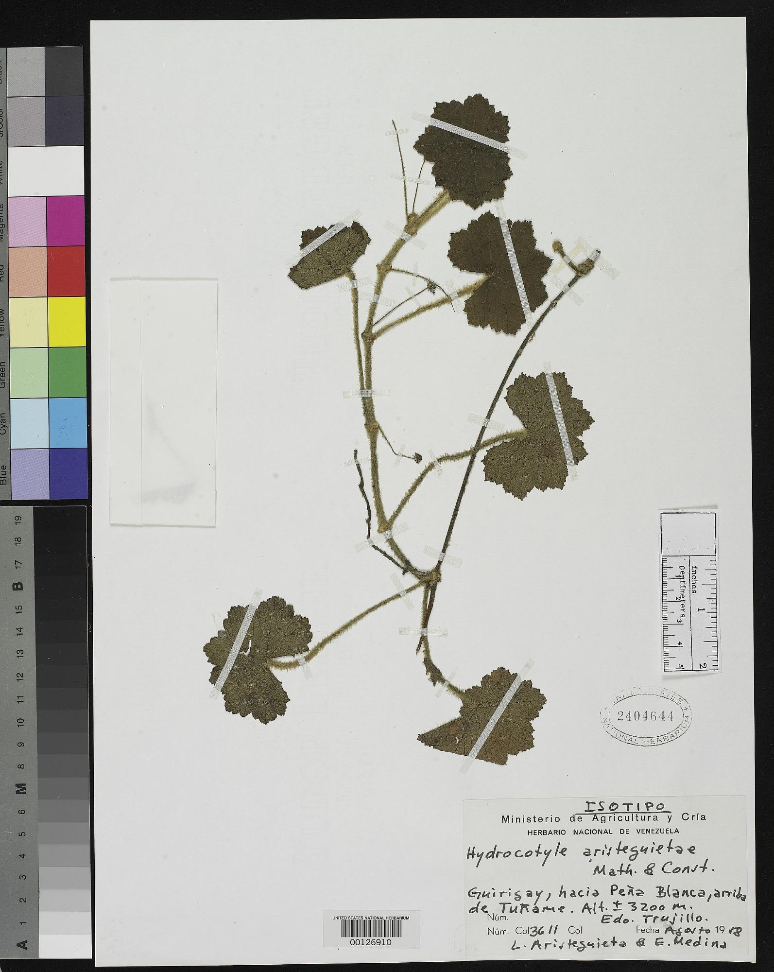 Hydrocotyle aristeguietae