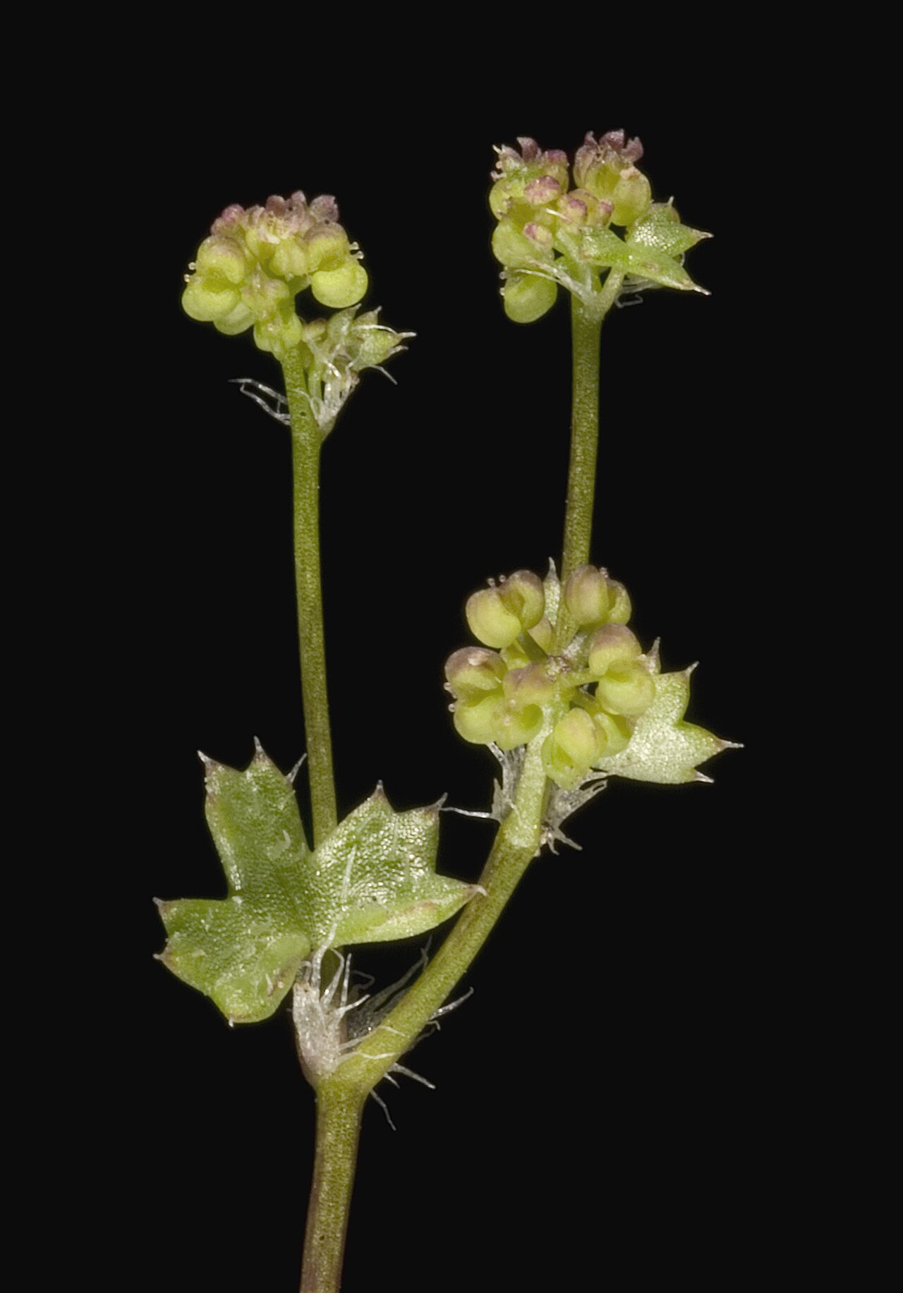 Hydrocotyle callicarpa