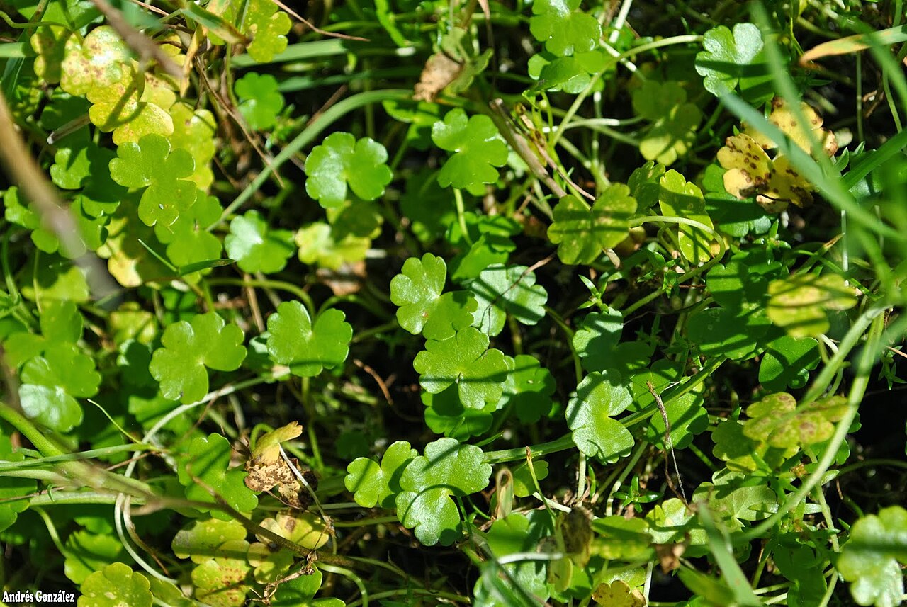 Hydrocotyle cryptocarpa