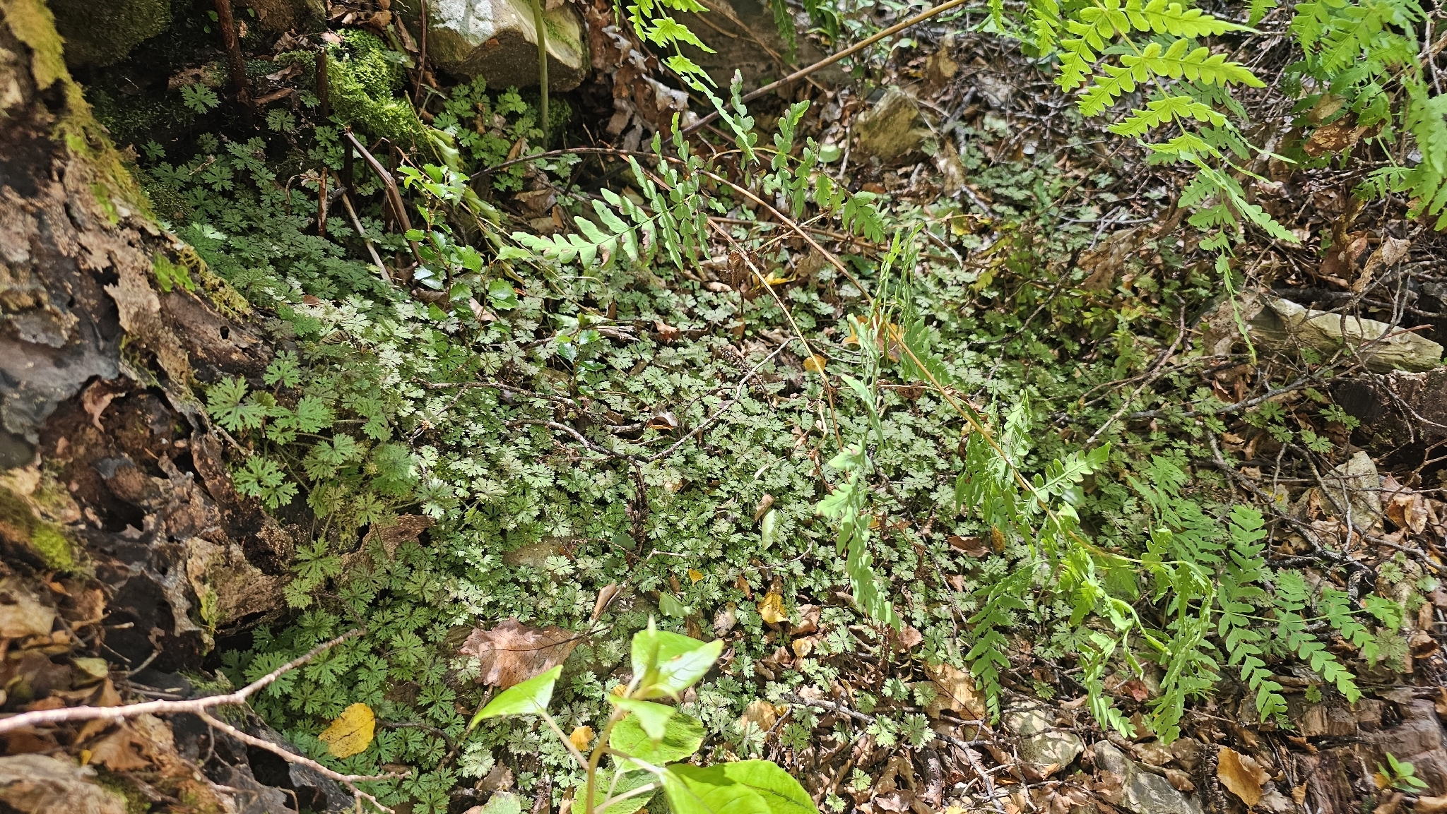 Hydrocotyle dissecta