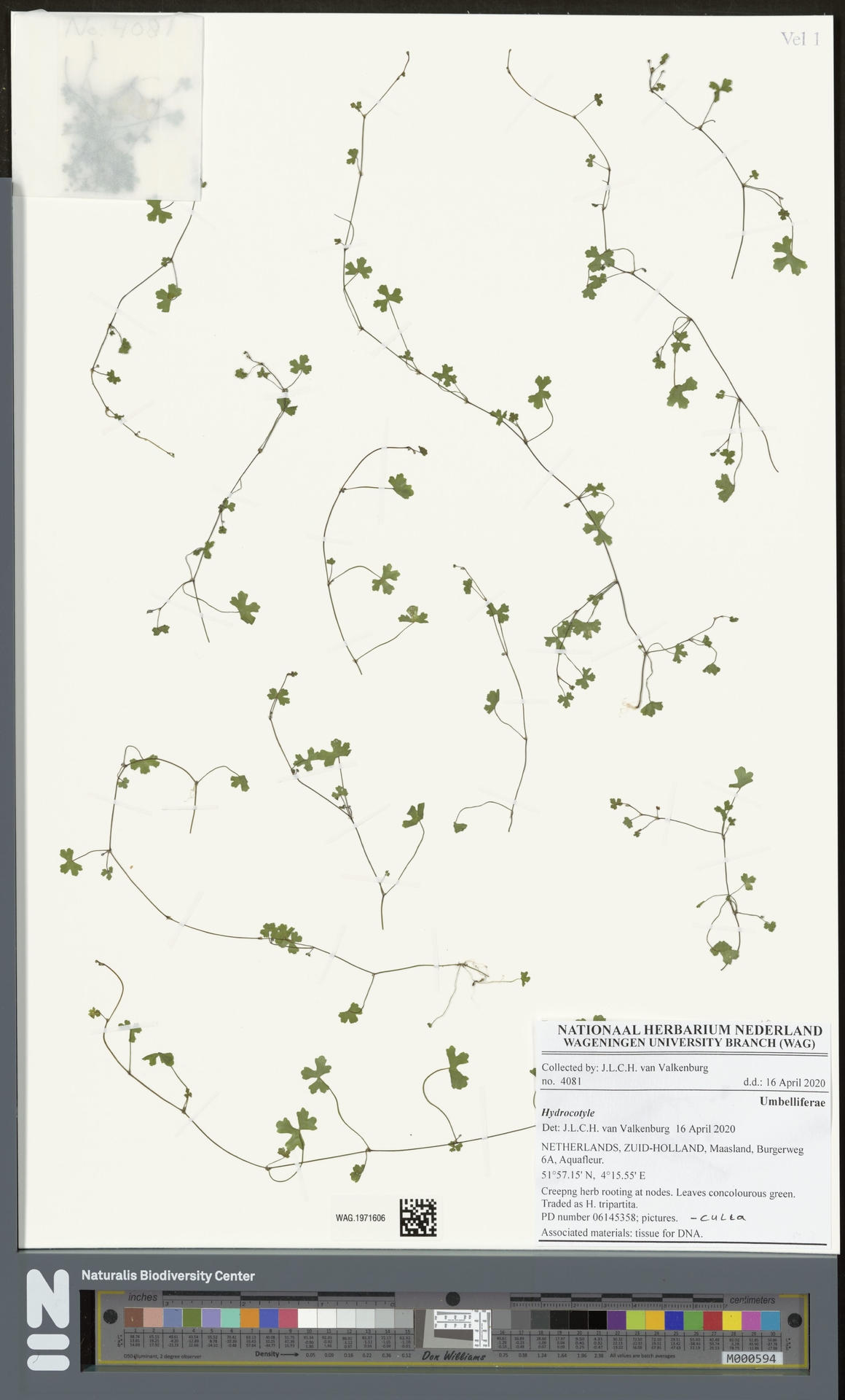 Hydrocotyle oraria