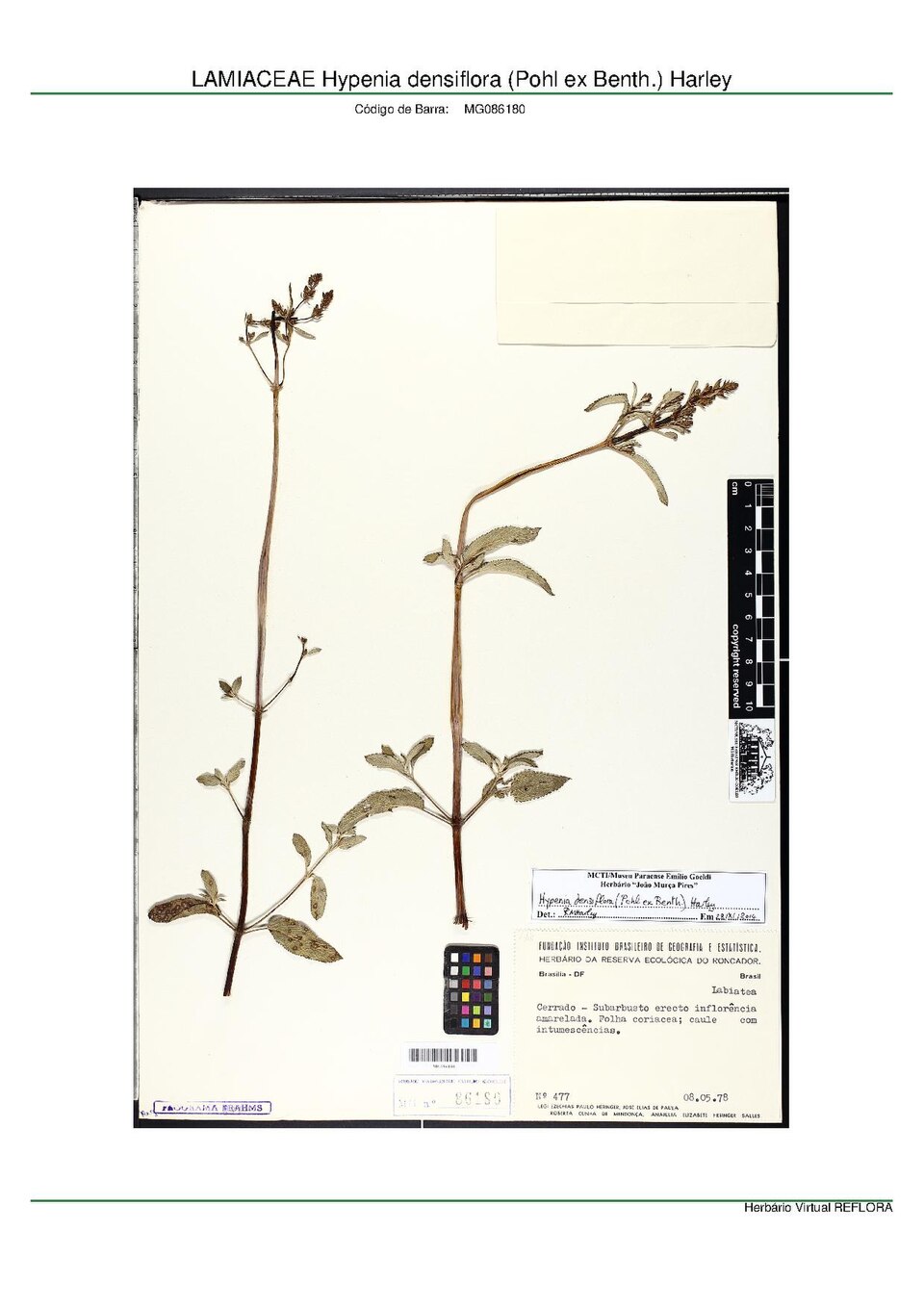 Hypenia densiflora