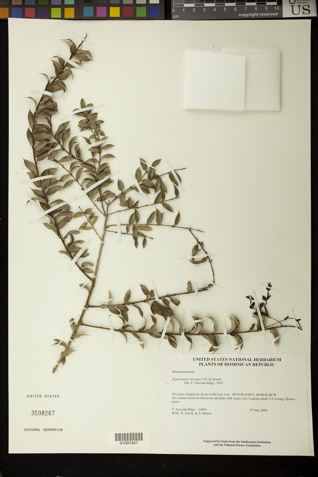 Hyperbaena brevipes