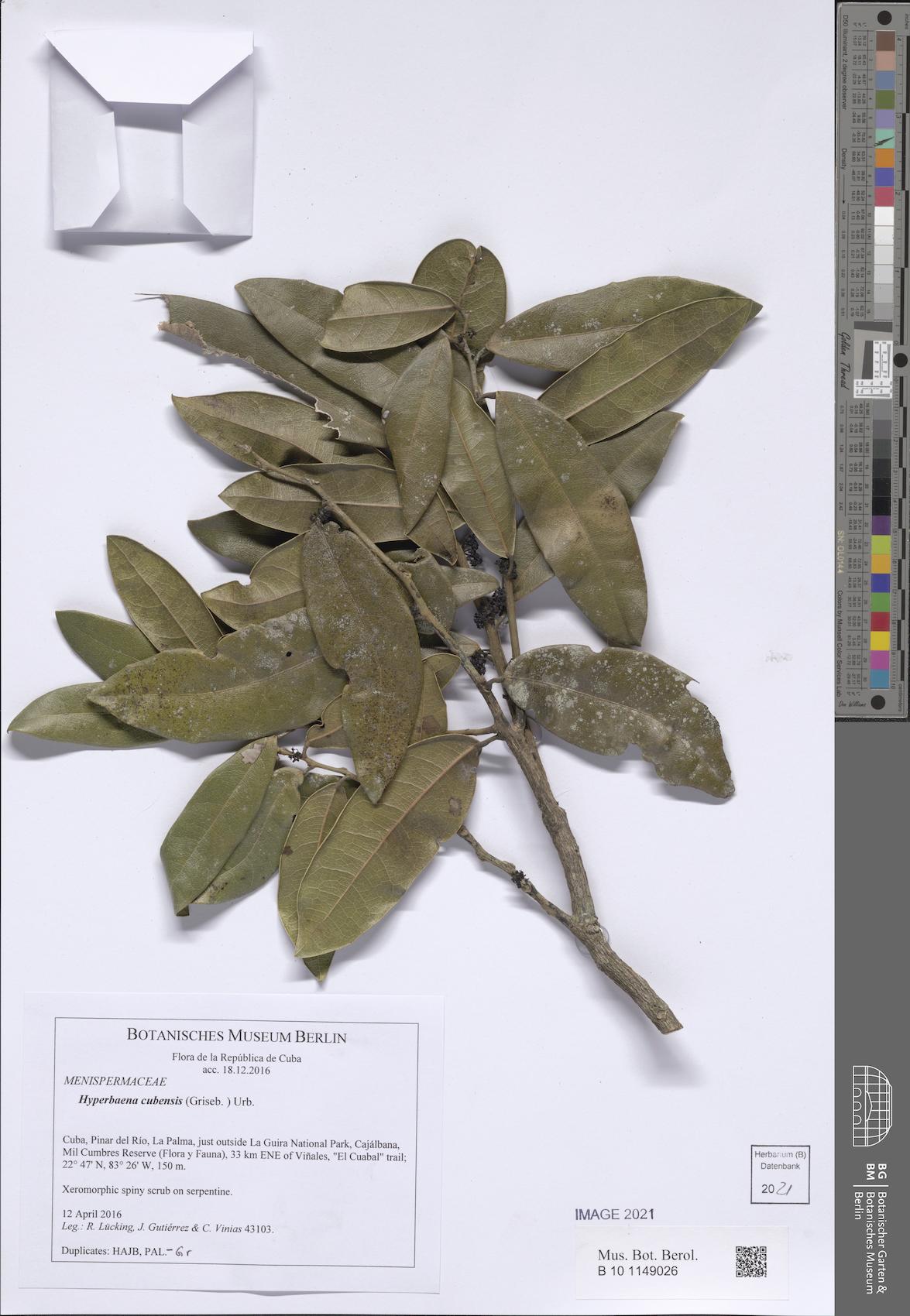 Hyperbaena columbica