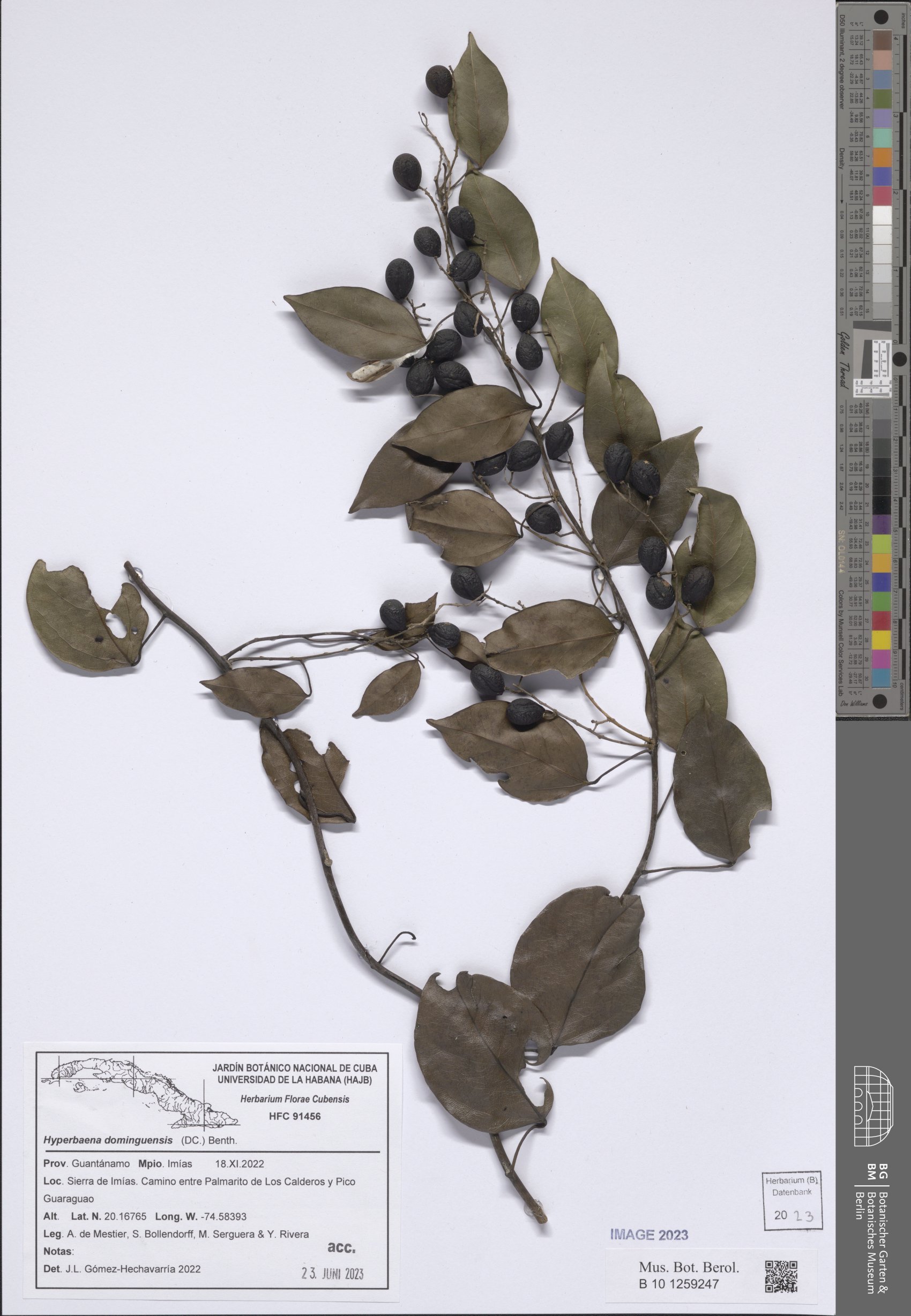 Hyperbaena domingensis