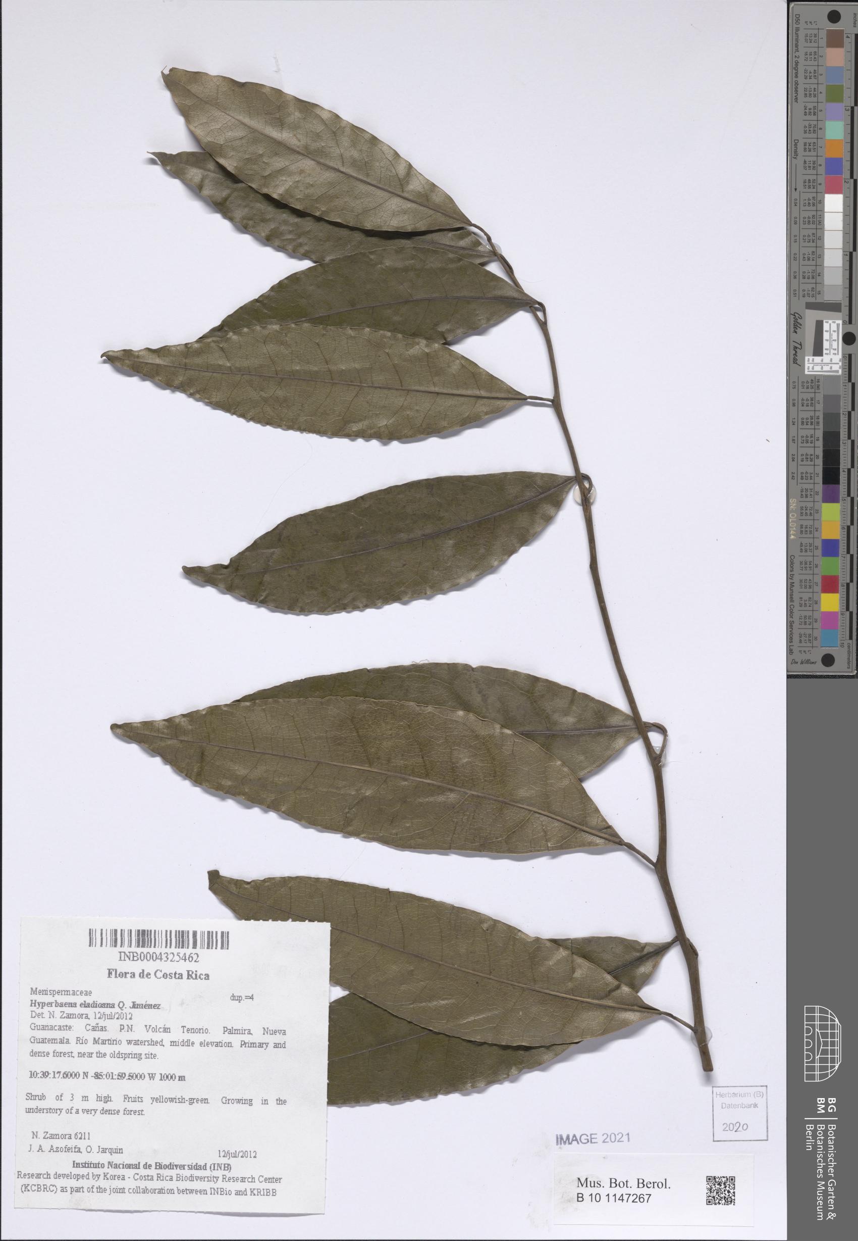 Hyperbaena eladioana