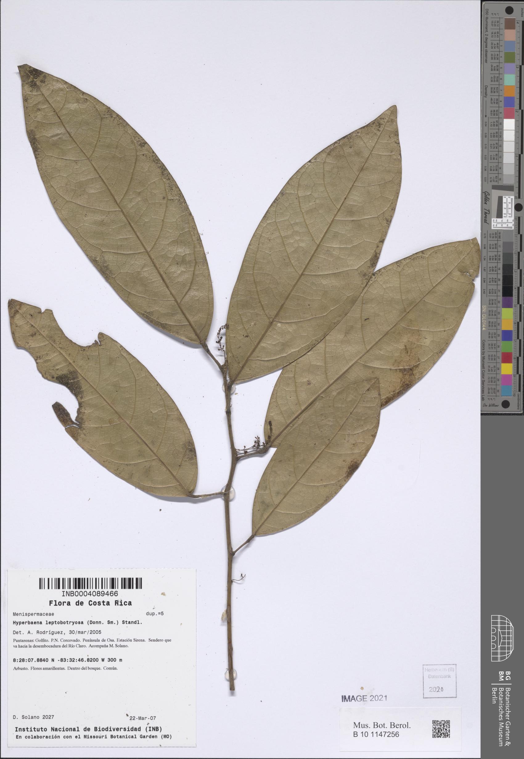 Hyperbaena leptobotryosa