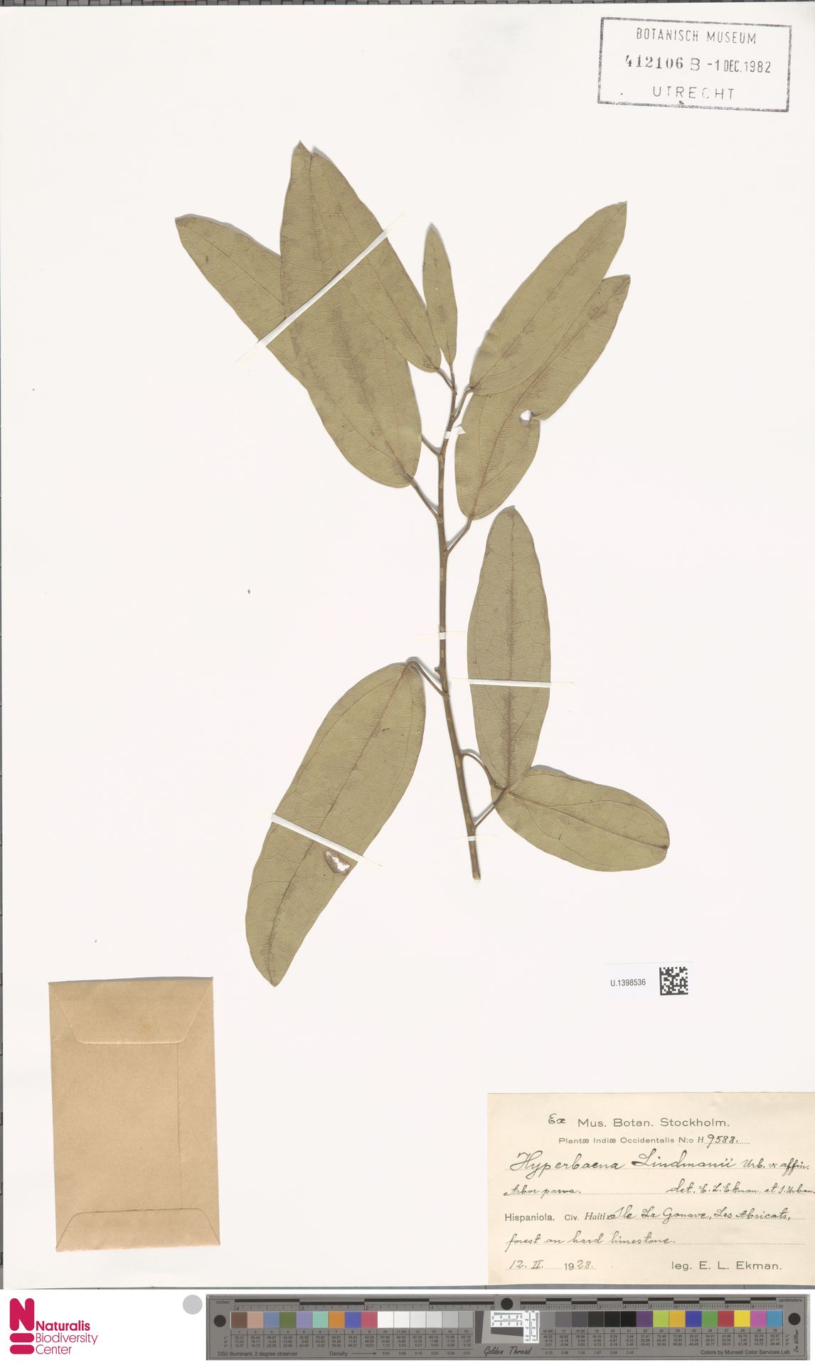 Hyperbaena lindmanii