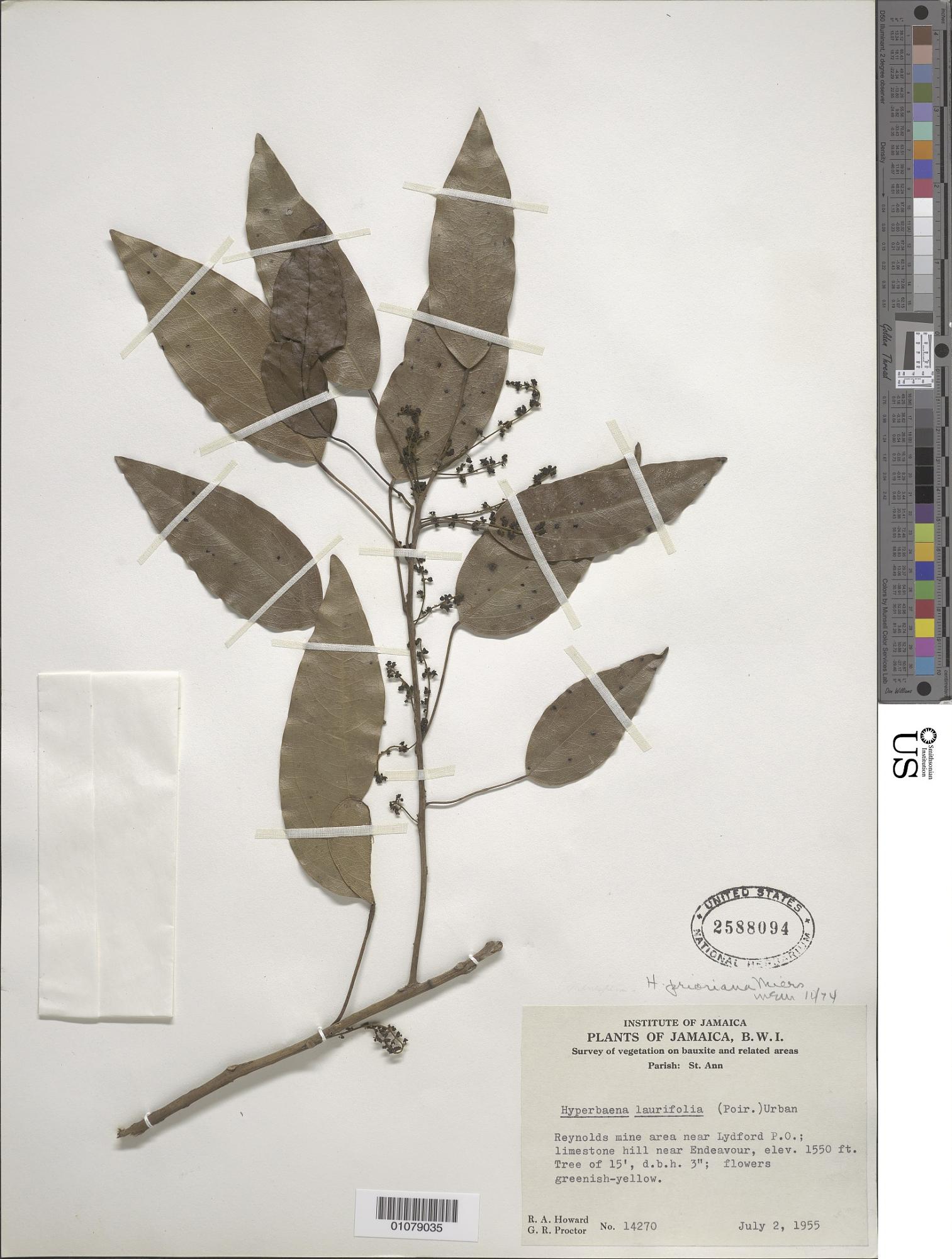 Hyperbaena prioriana