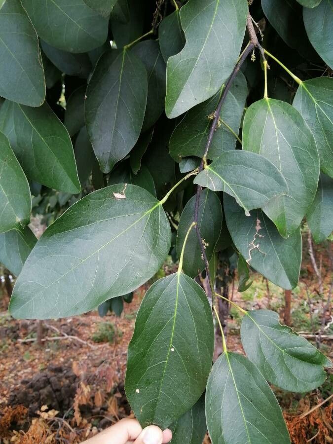 Hyperbaena tonduzii