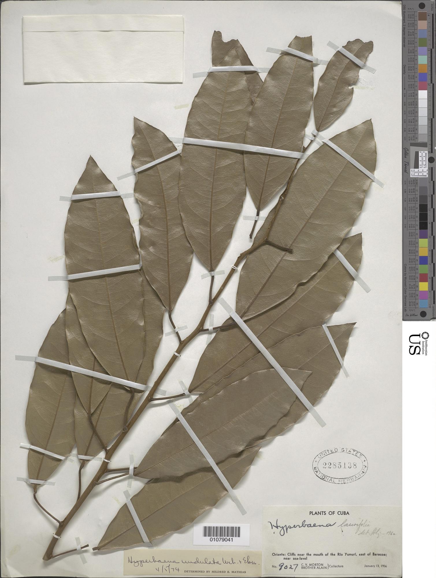 Hyperbaena undulata