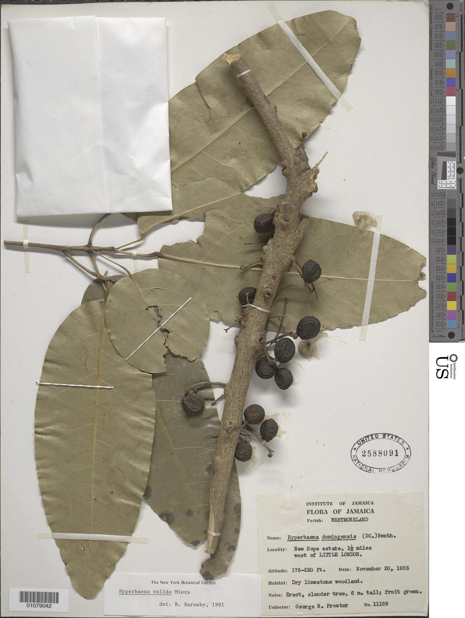 Hyperbaena valida