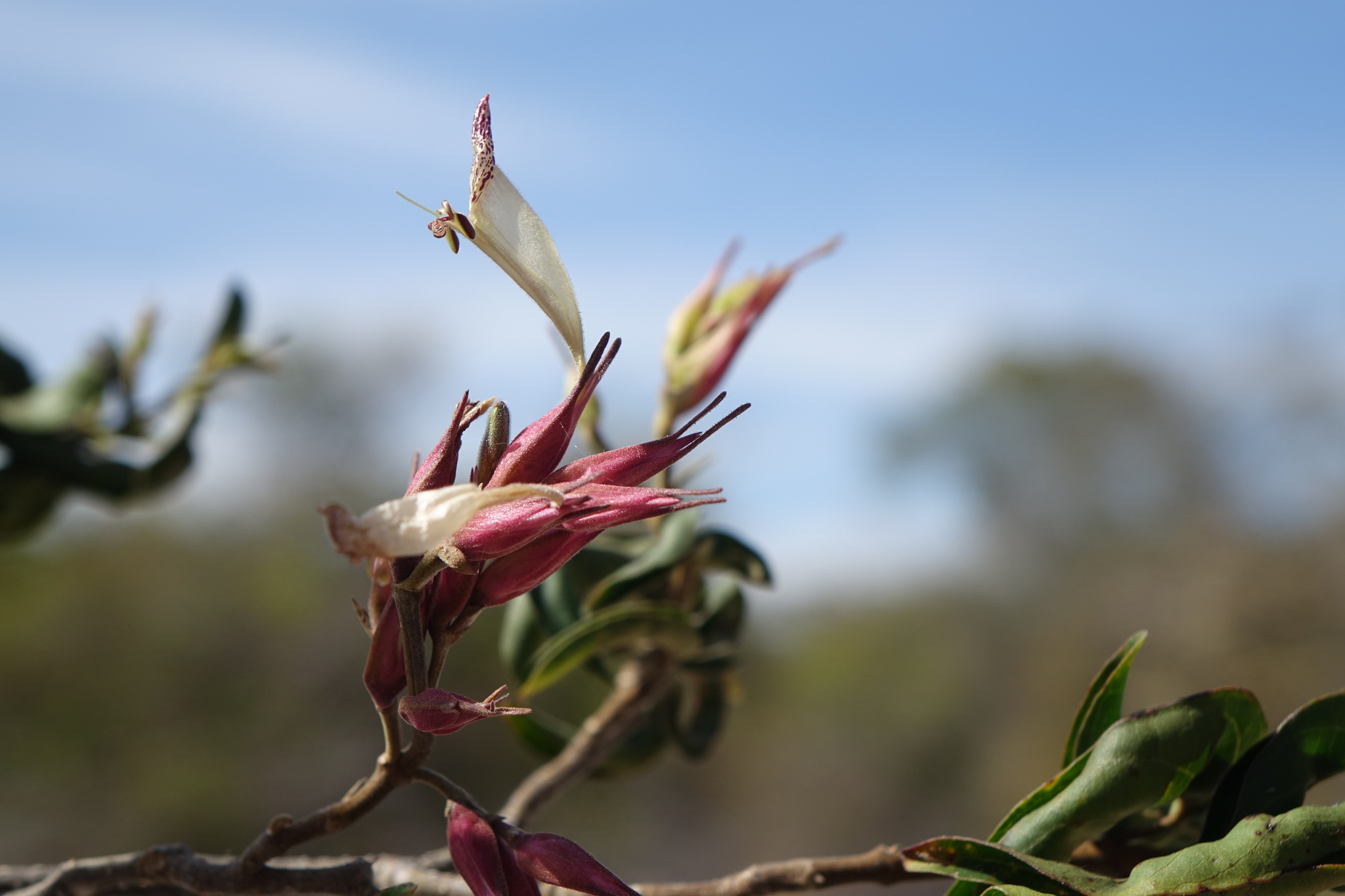 Hypoestes caudata