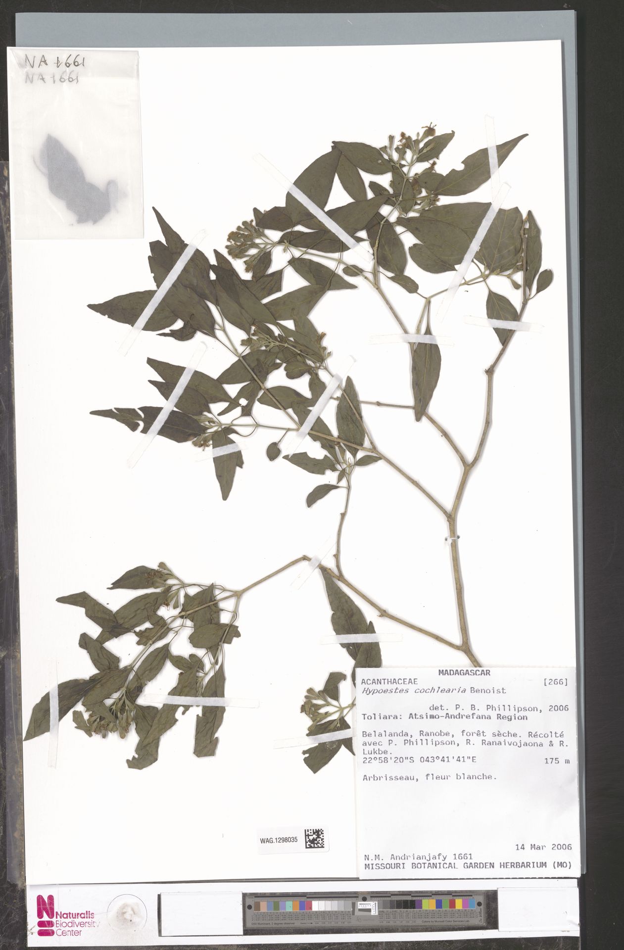 Hypoestes cochlearia