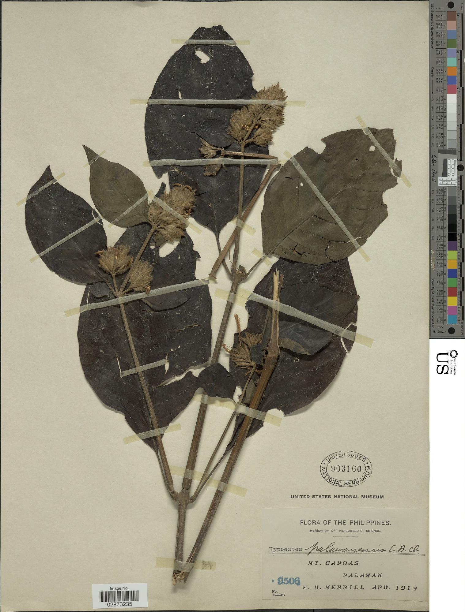 Hypoestes palawanensis