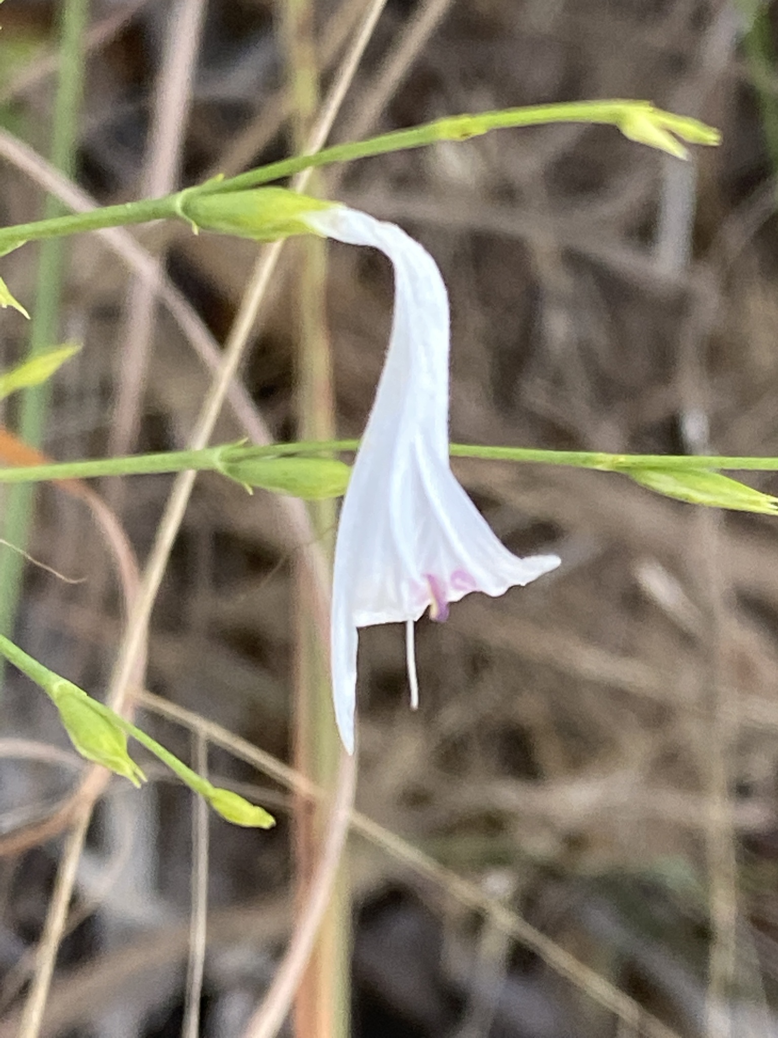 Hypoestes sparsiflora
