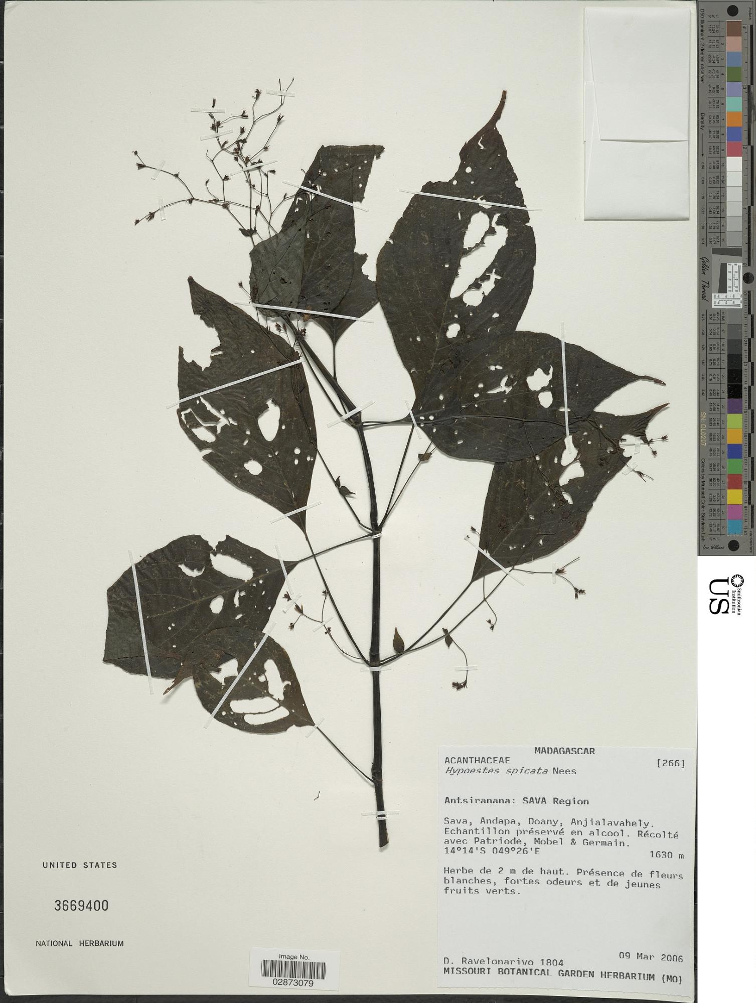 Hypoestes spicata