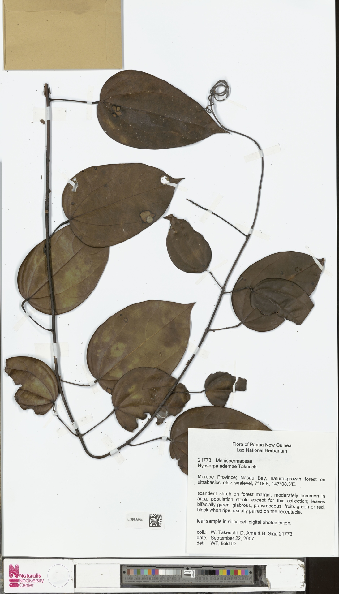 Hypserpa ademae