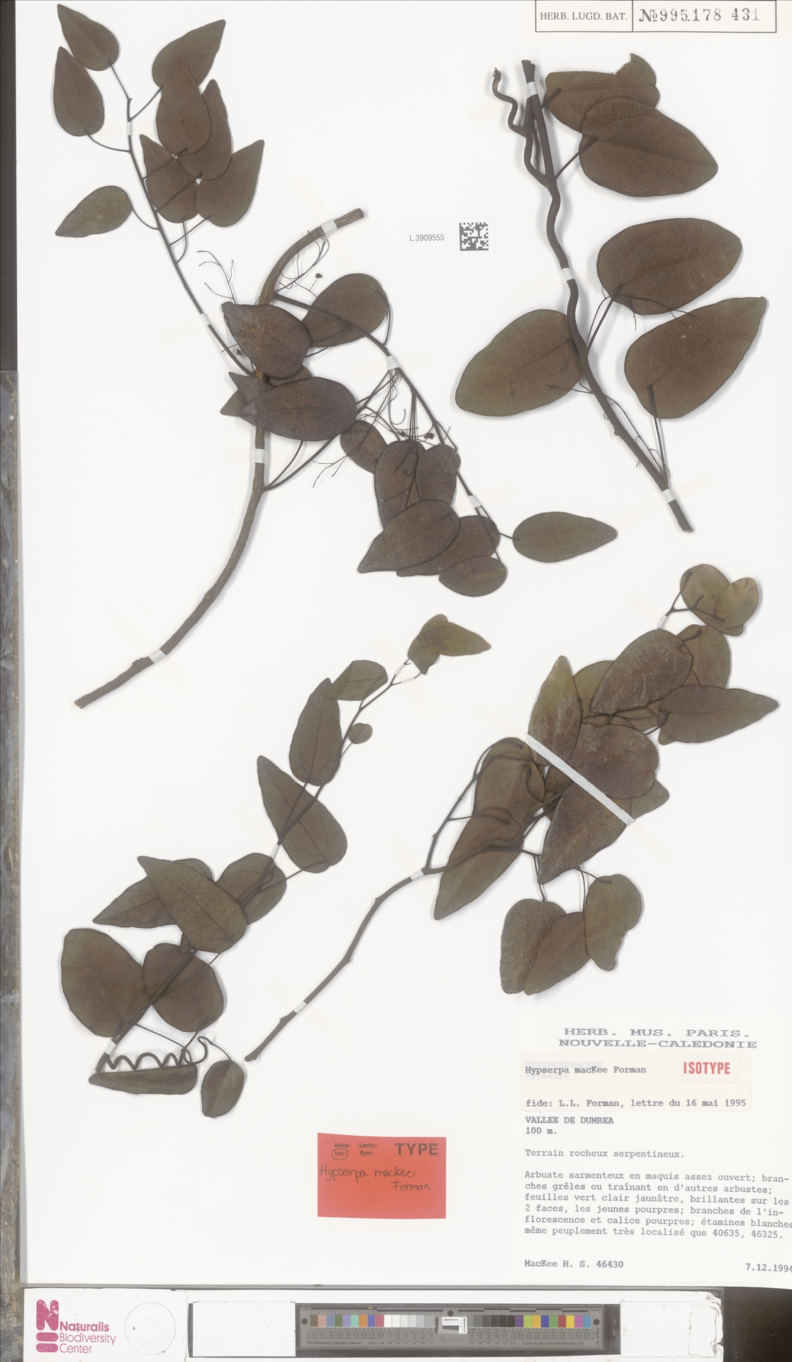 Hypserpa mackeei