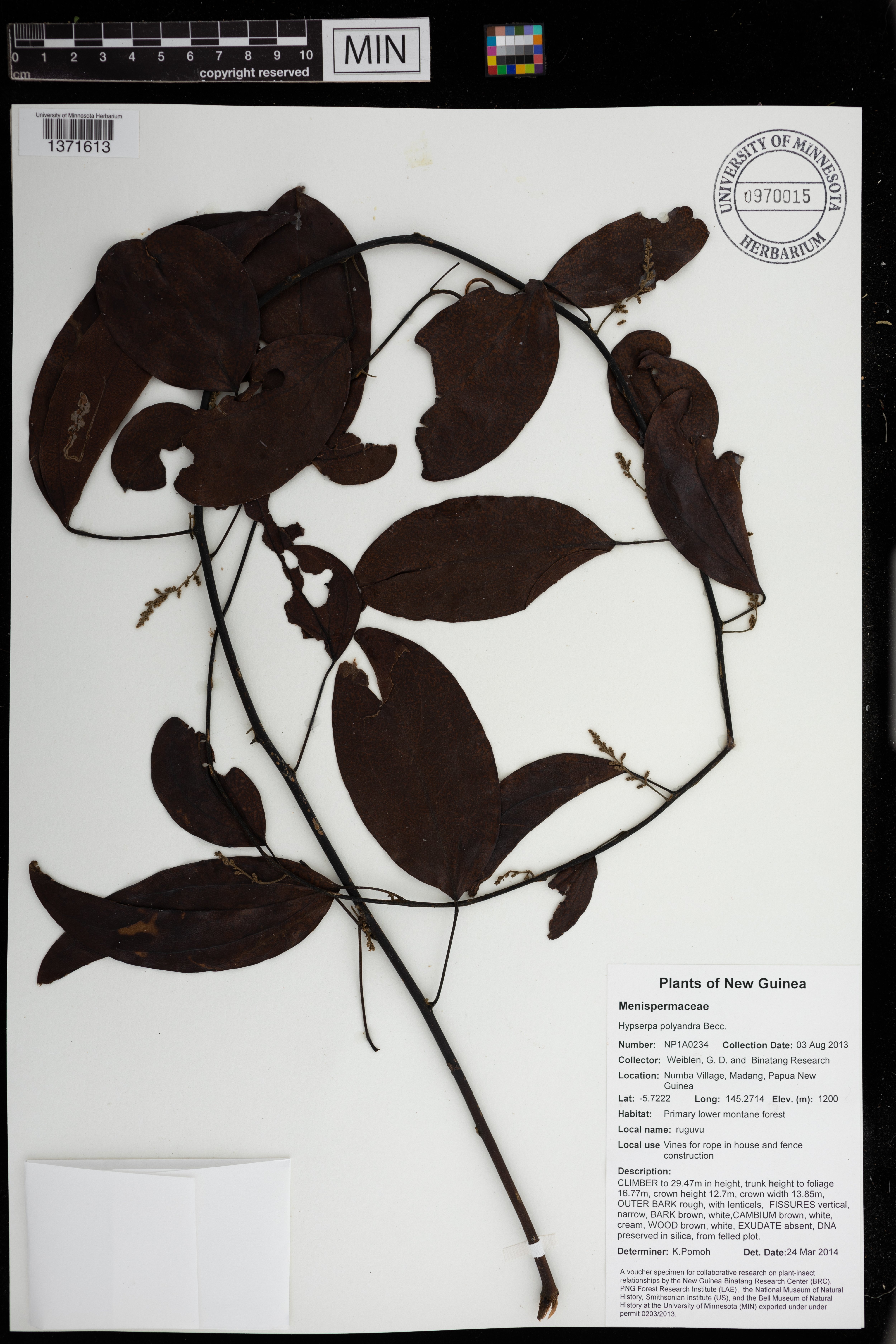 Hypserpa polyandra