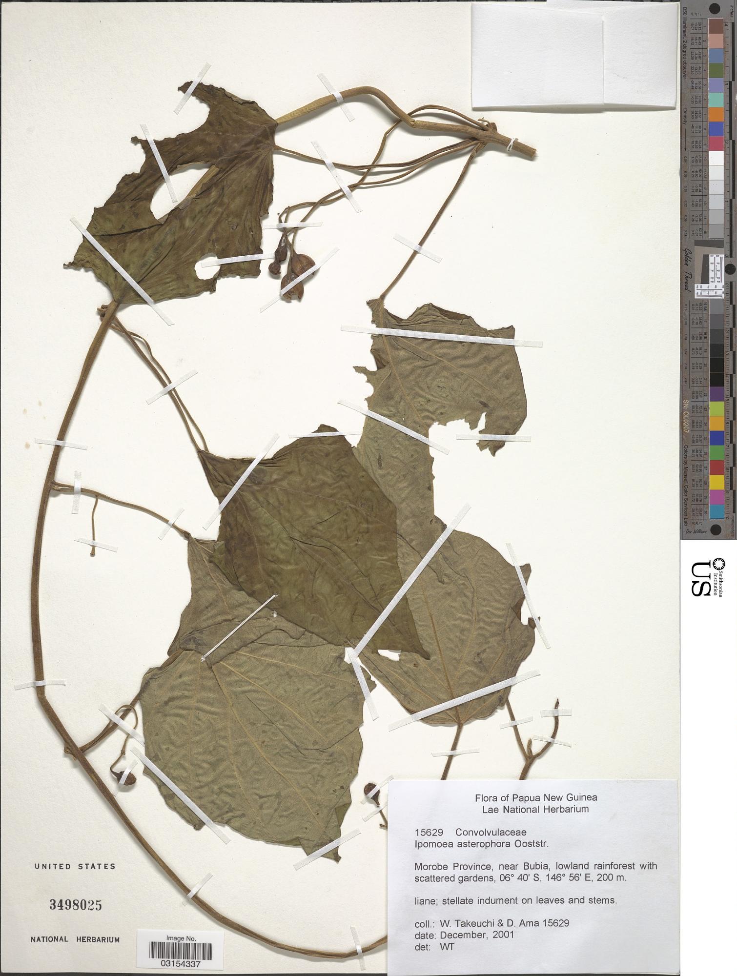 Ipomoea asterophora